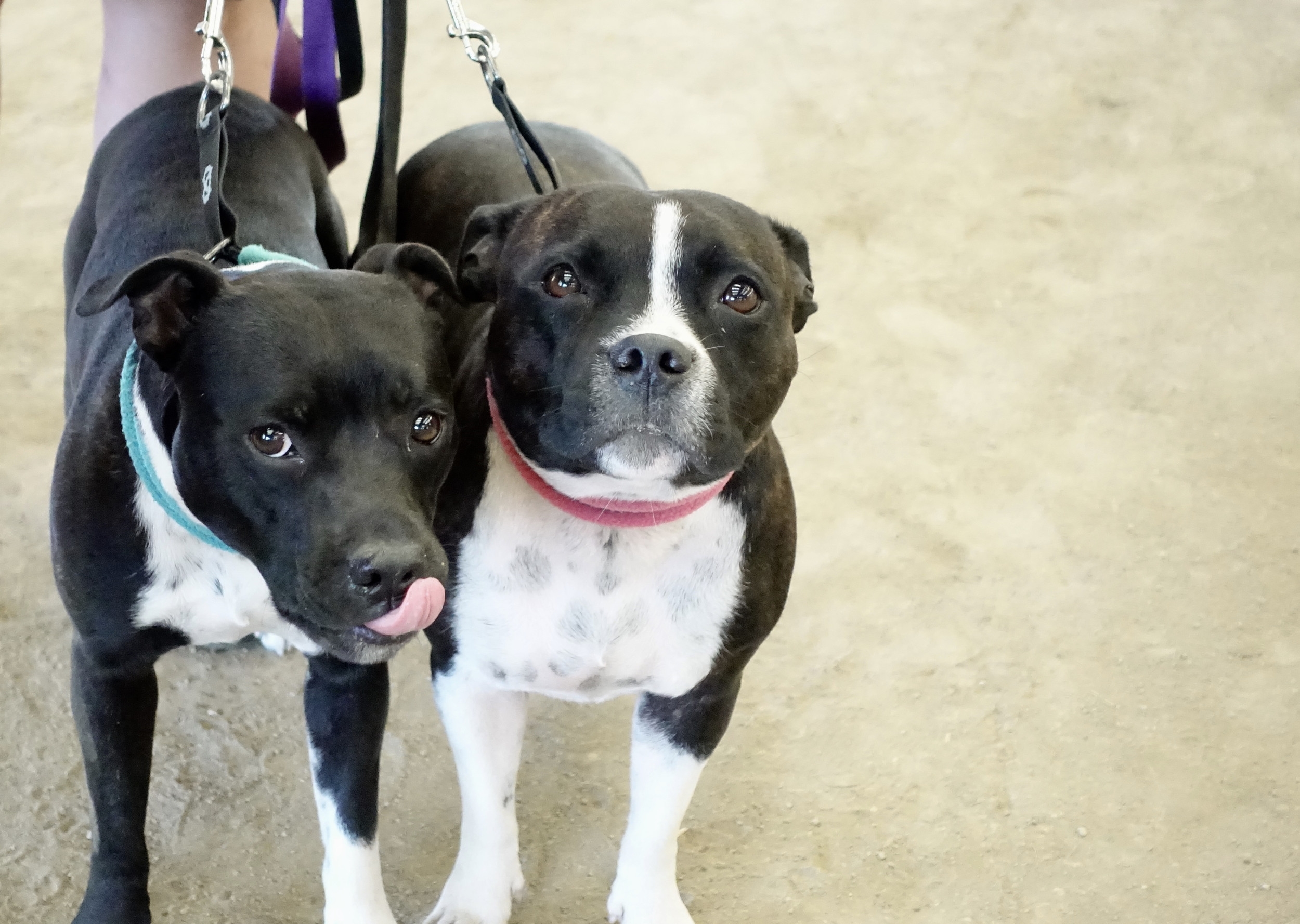 Senior Dogs Enjoying Their 'Ball Chase' Together Melts Hearts