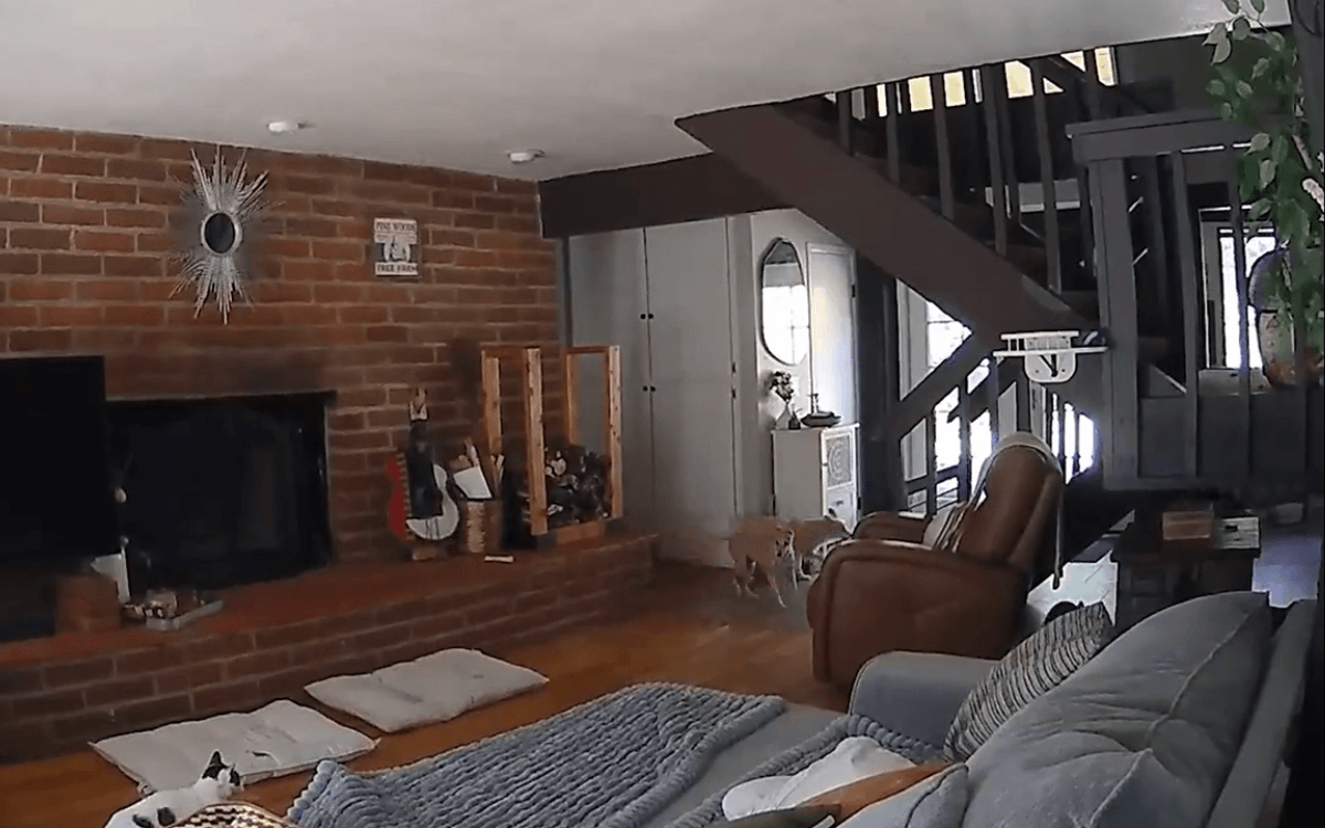 Family of 4 Cats and 4 Dogs Are Home During Quake—Pet Cam Captures It All