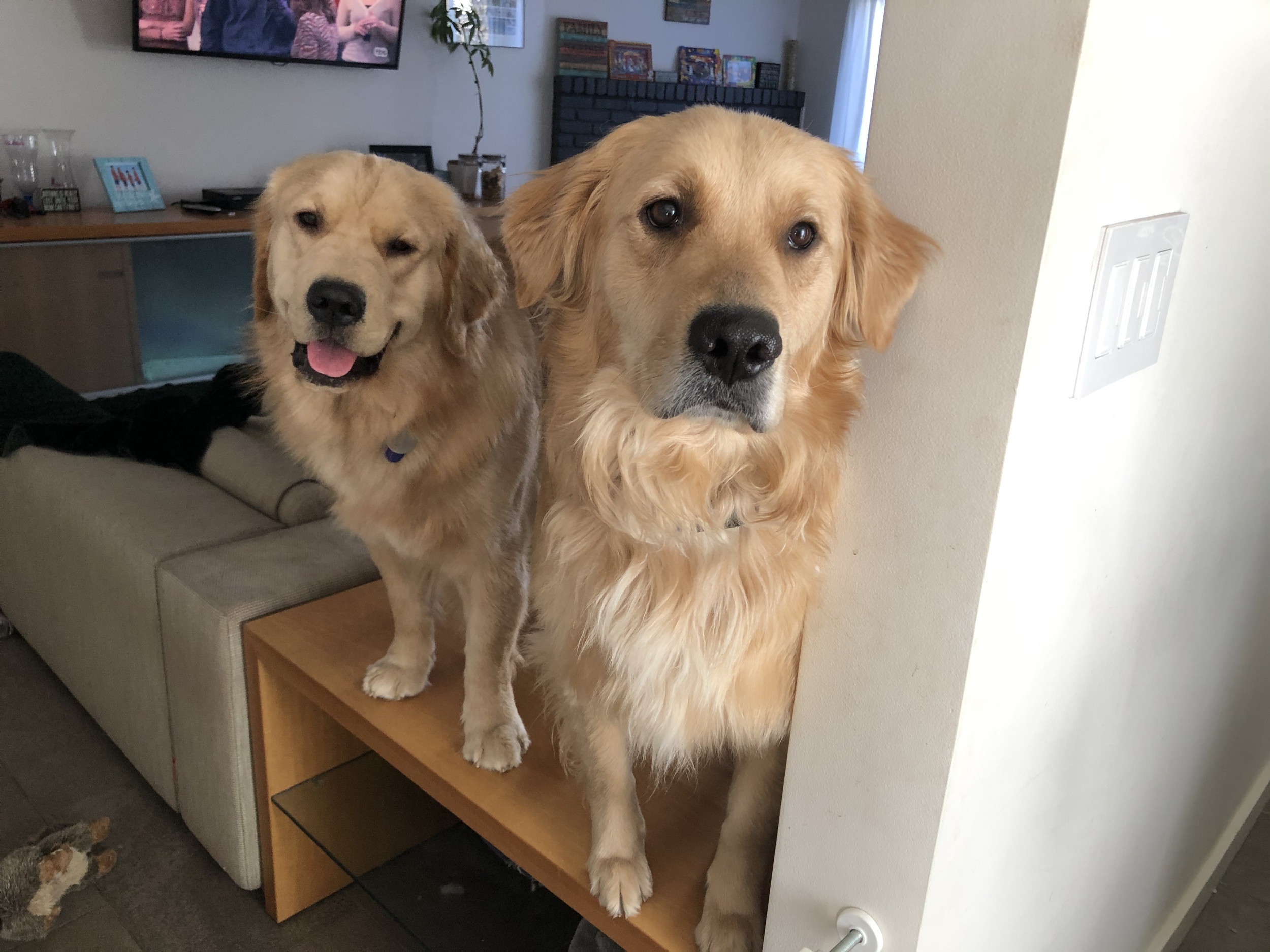 Husband Told to Keep Golden Retrievers Out for Work Call, Goes As Expected