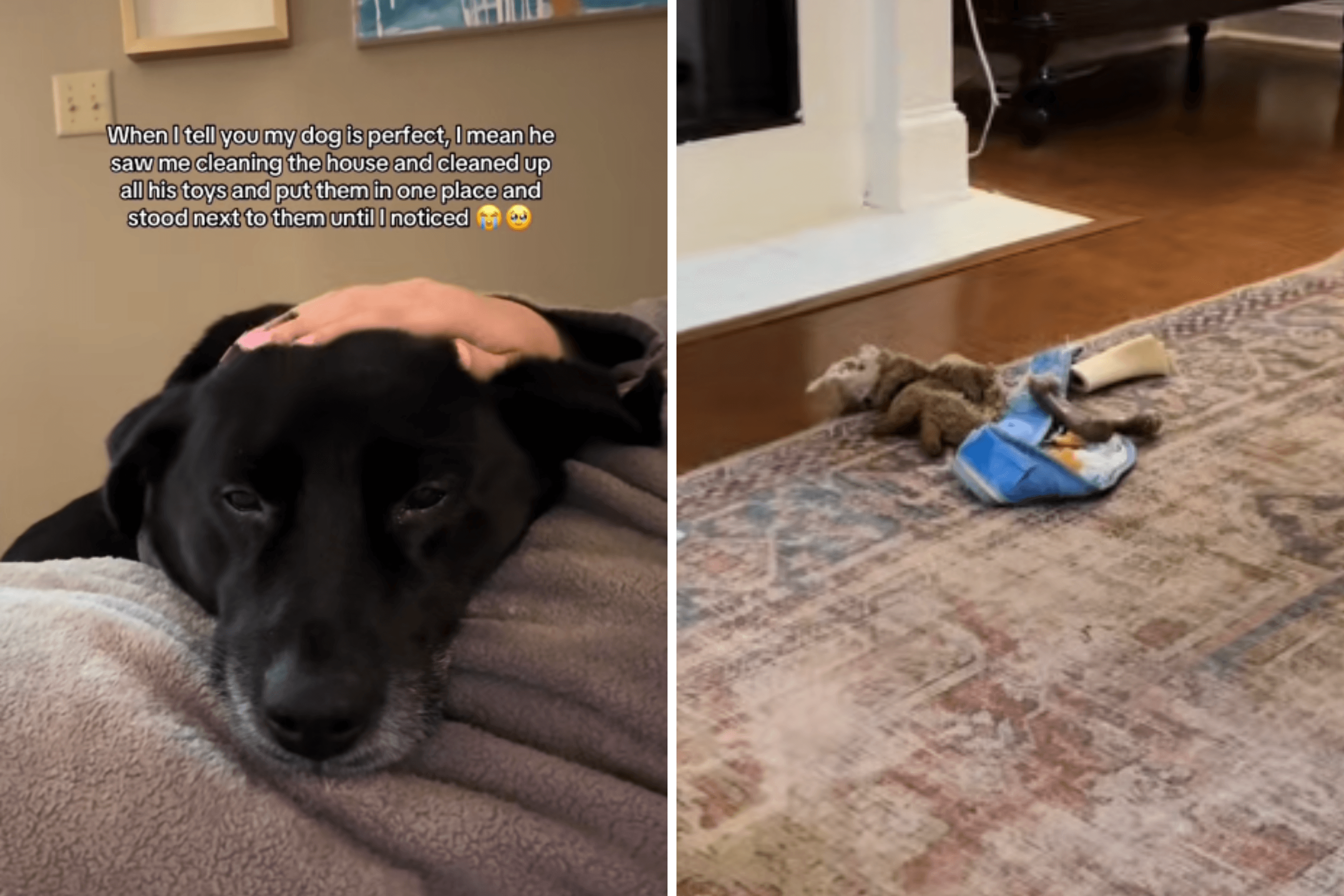Woman Starts Cleaning House—What Dog Does in Response Has Everyone in Tears