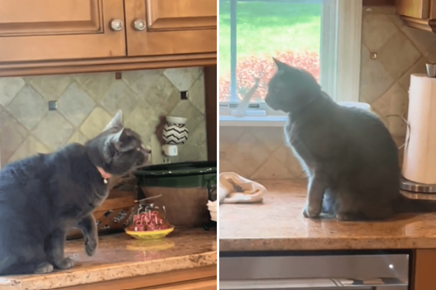 Owners Thought Their Cat Was Limping—Then Noticed the Pattern