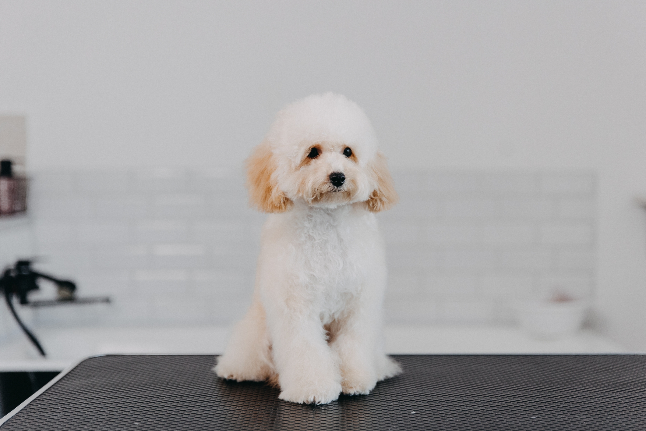 Woman Takes Poodle to the Groomer, No One Prepared for How She Returns