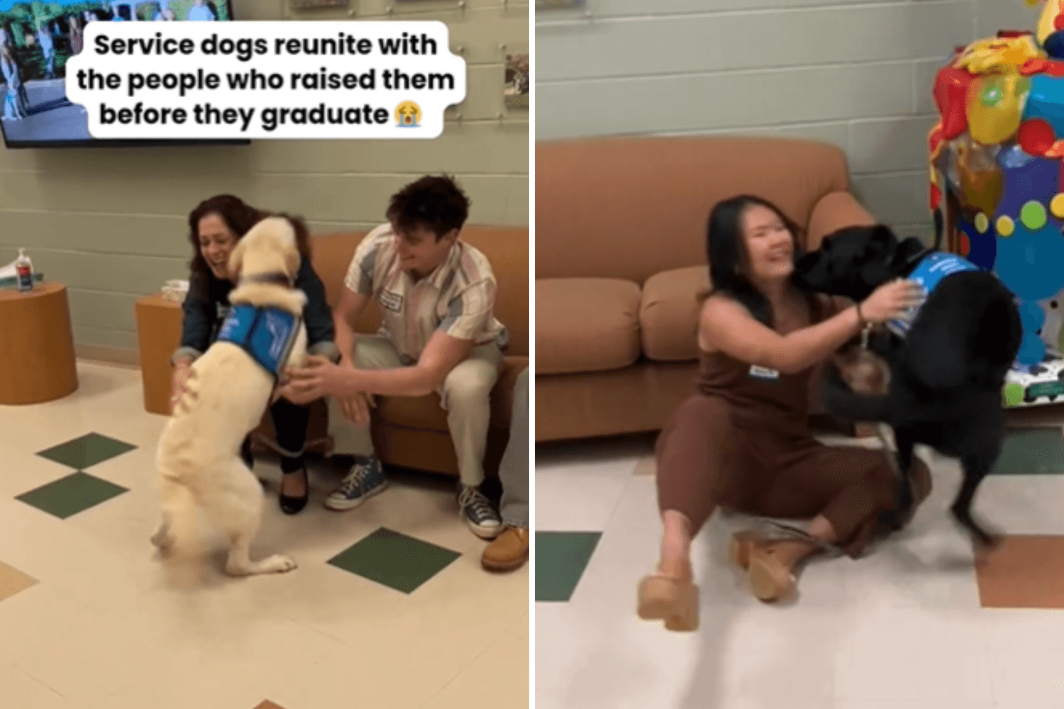 Service Dogs Say Last Goodbye to People Who Raised Them Before Graduation
