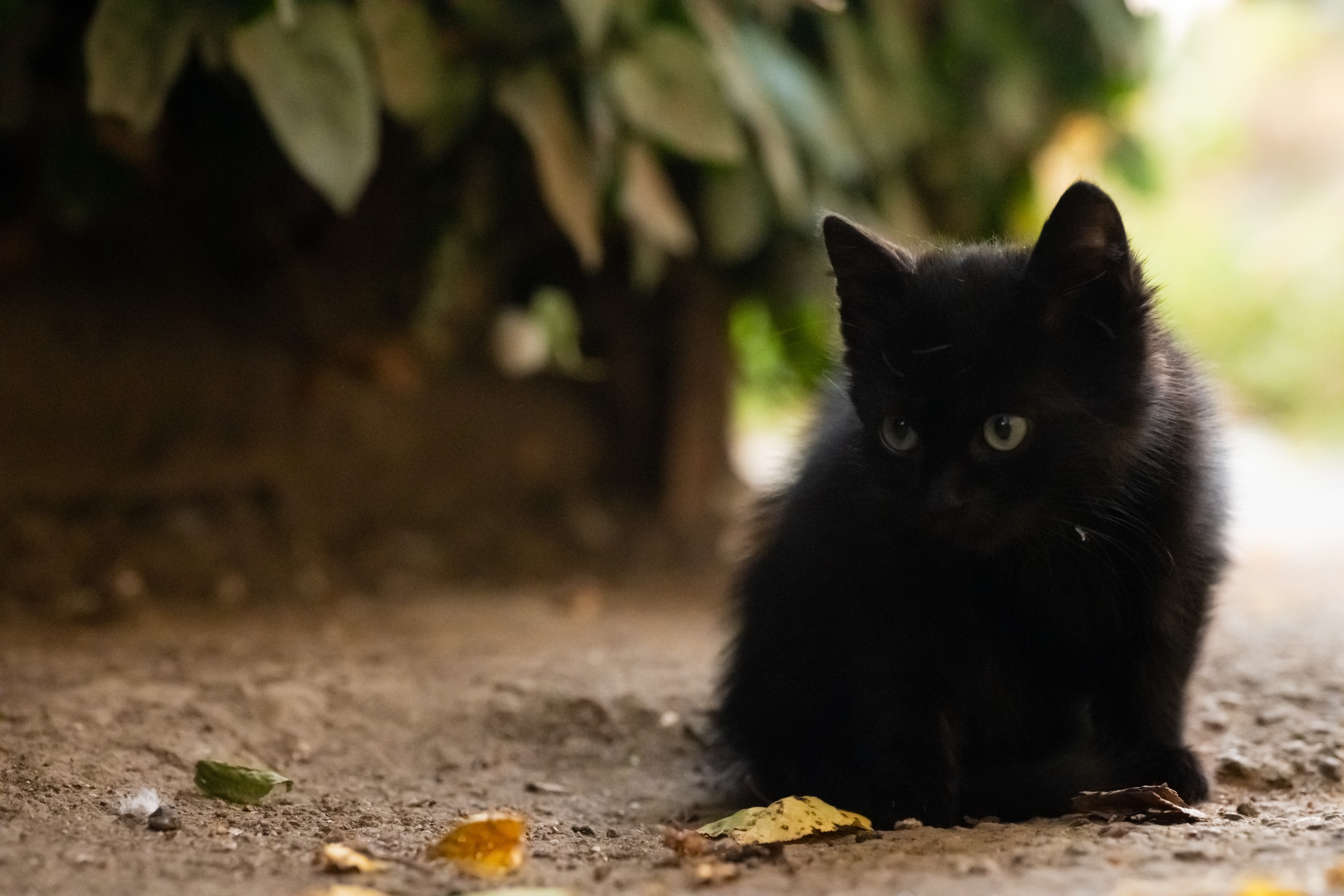Kitten Has Food Stolen—Culprit Leaves Internet in Hysterics