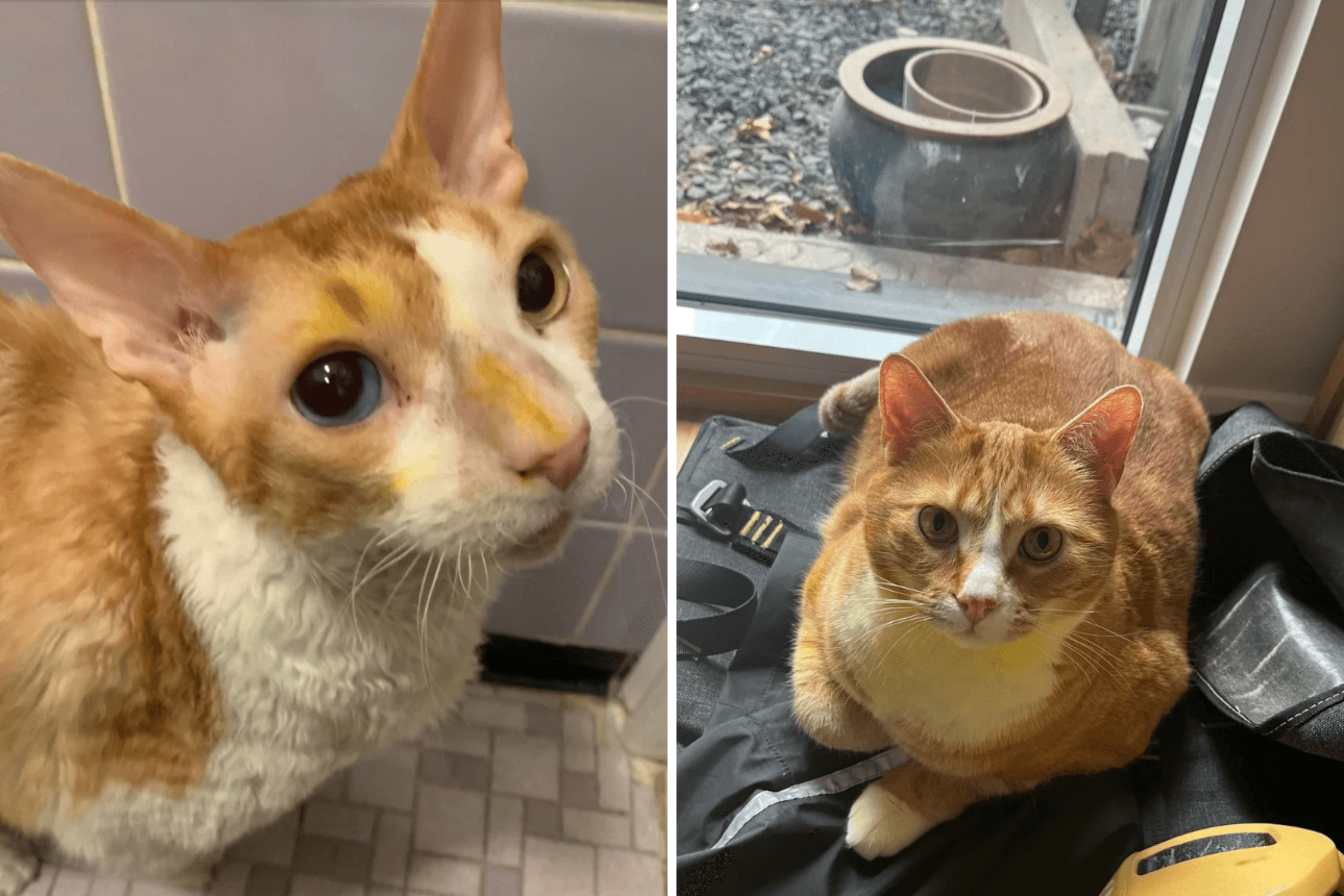 Pet Owner's Warning After Both Cats 'Turn Yellow' Overnight