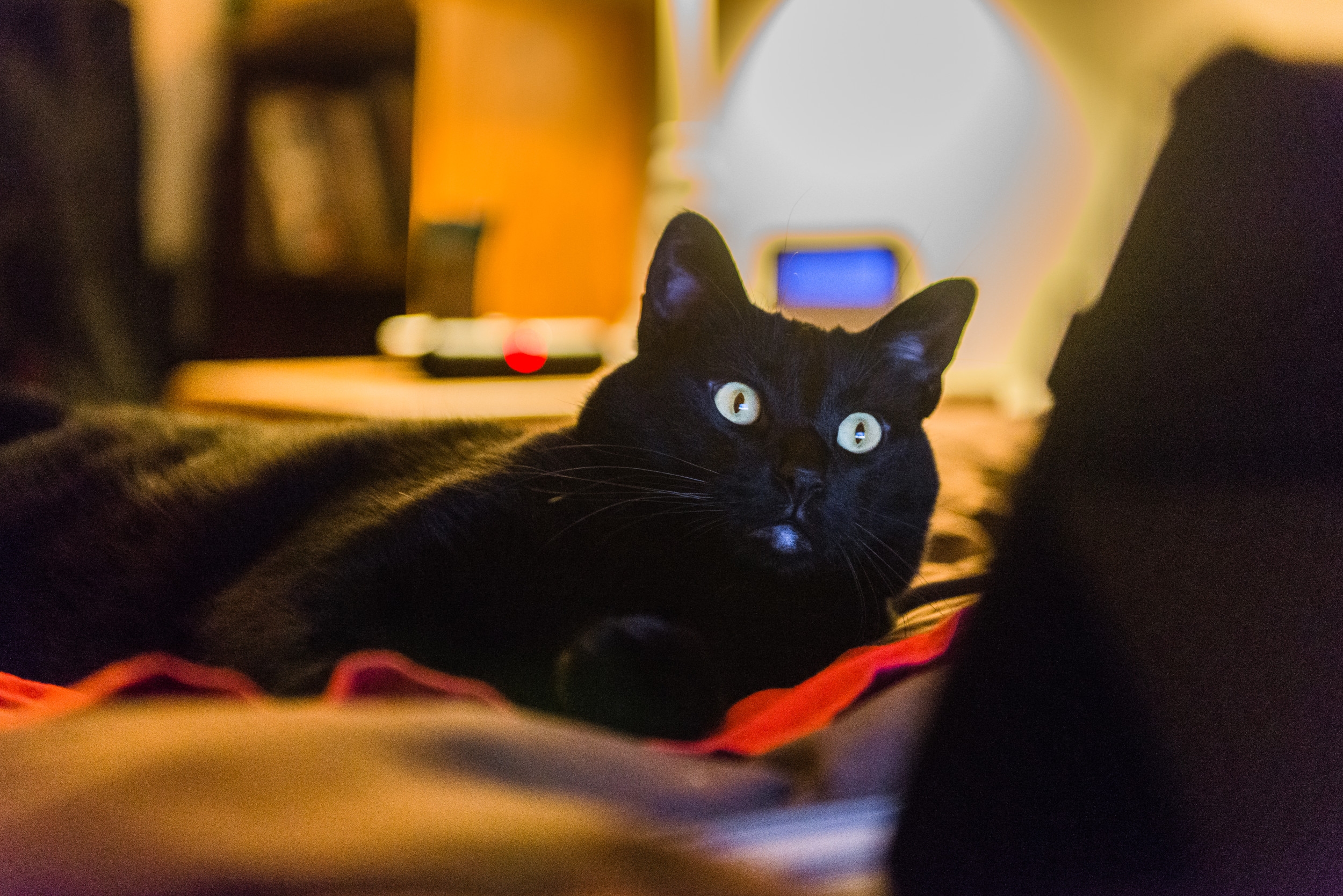 Internet Obsessed With Why Cat Feels 'Special' When Watching Film