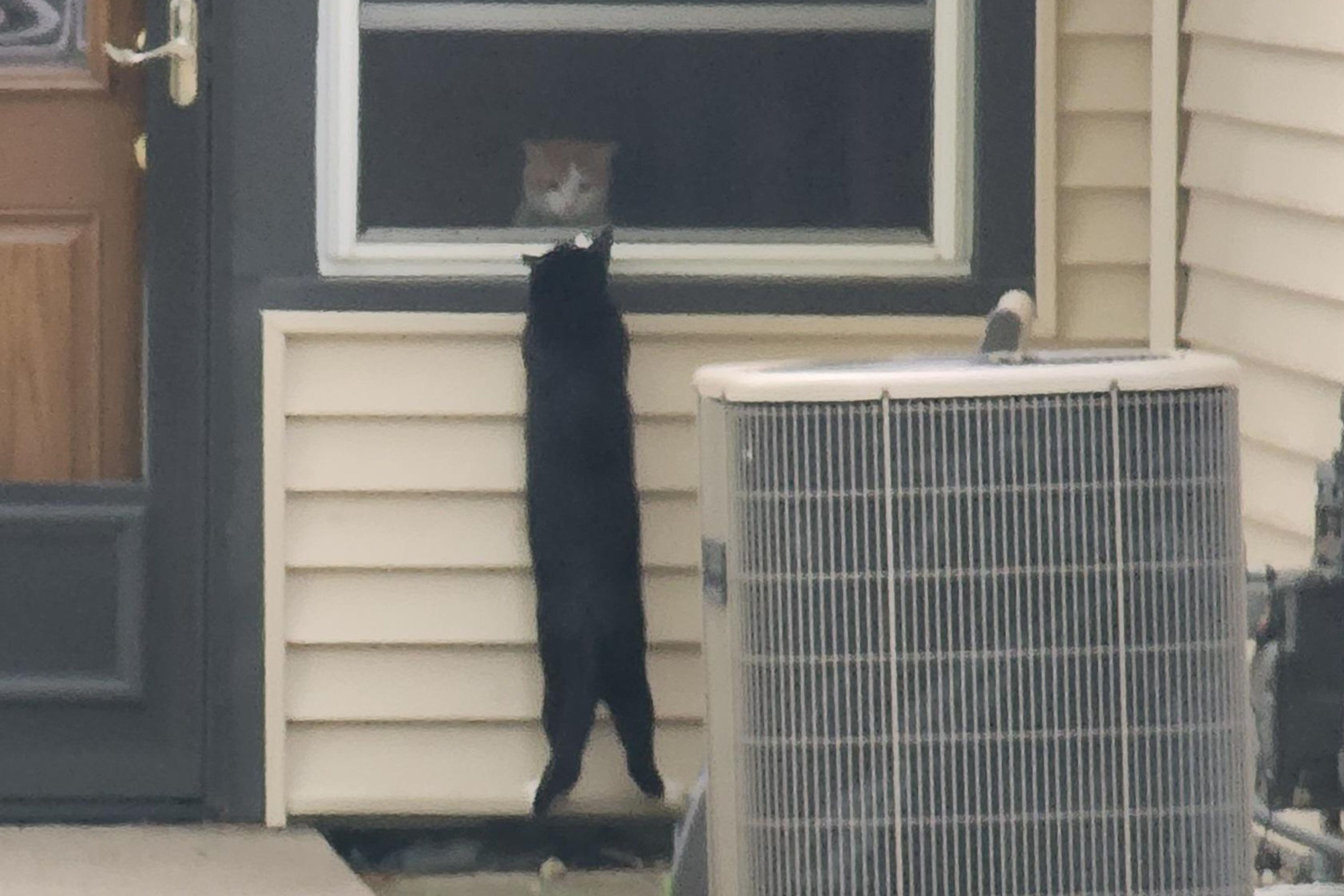 Internet Obsessed With 'Romeo and Romeo' Love Between Two Neighbor Cats
