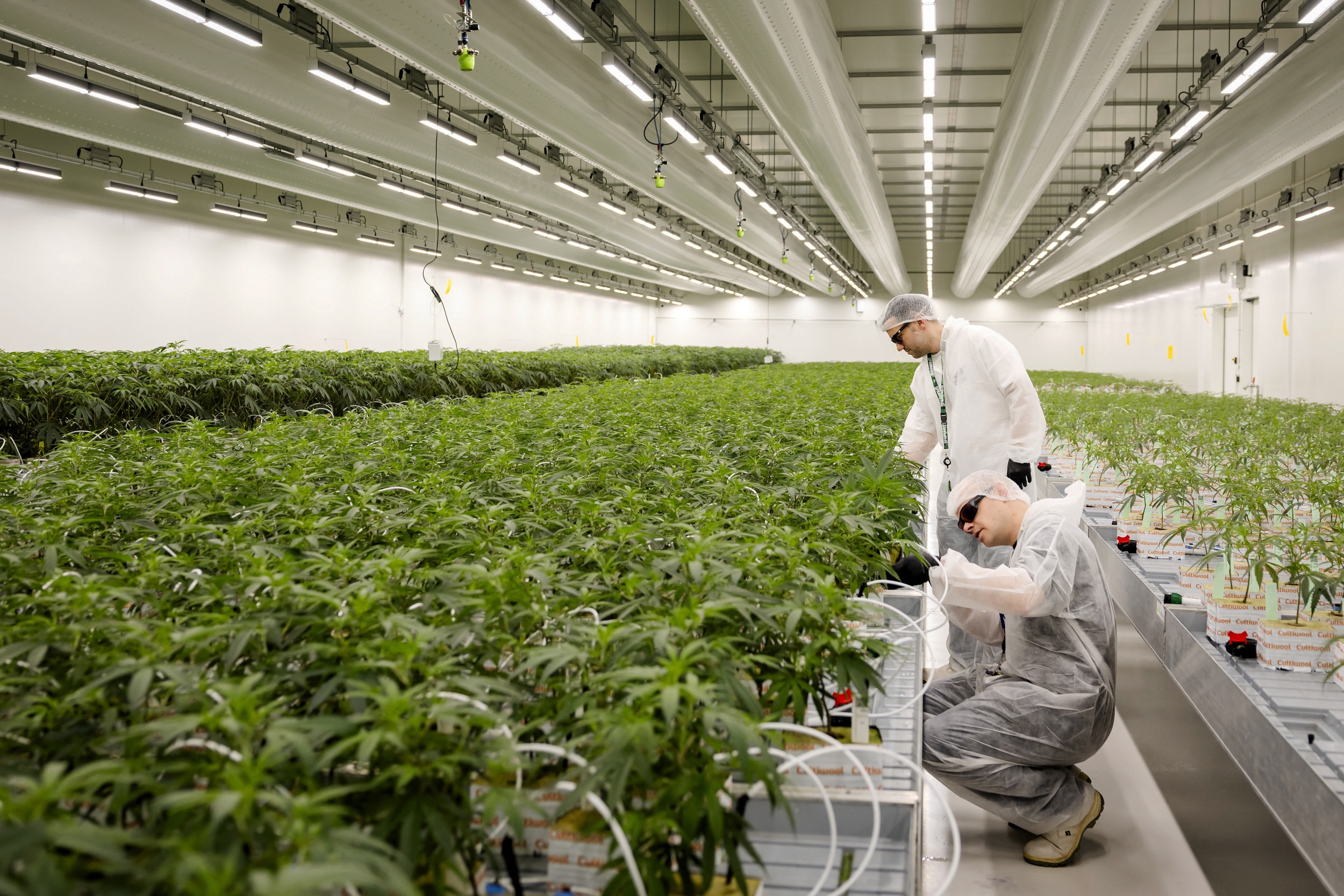 Marijuana Users Issued Warning by New Study