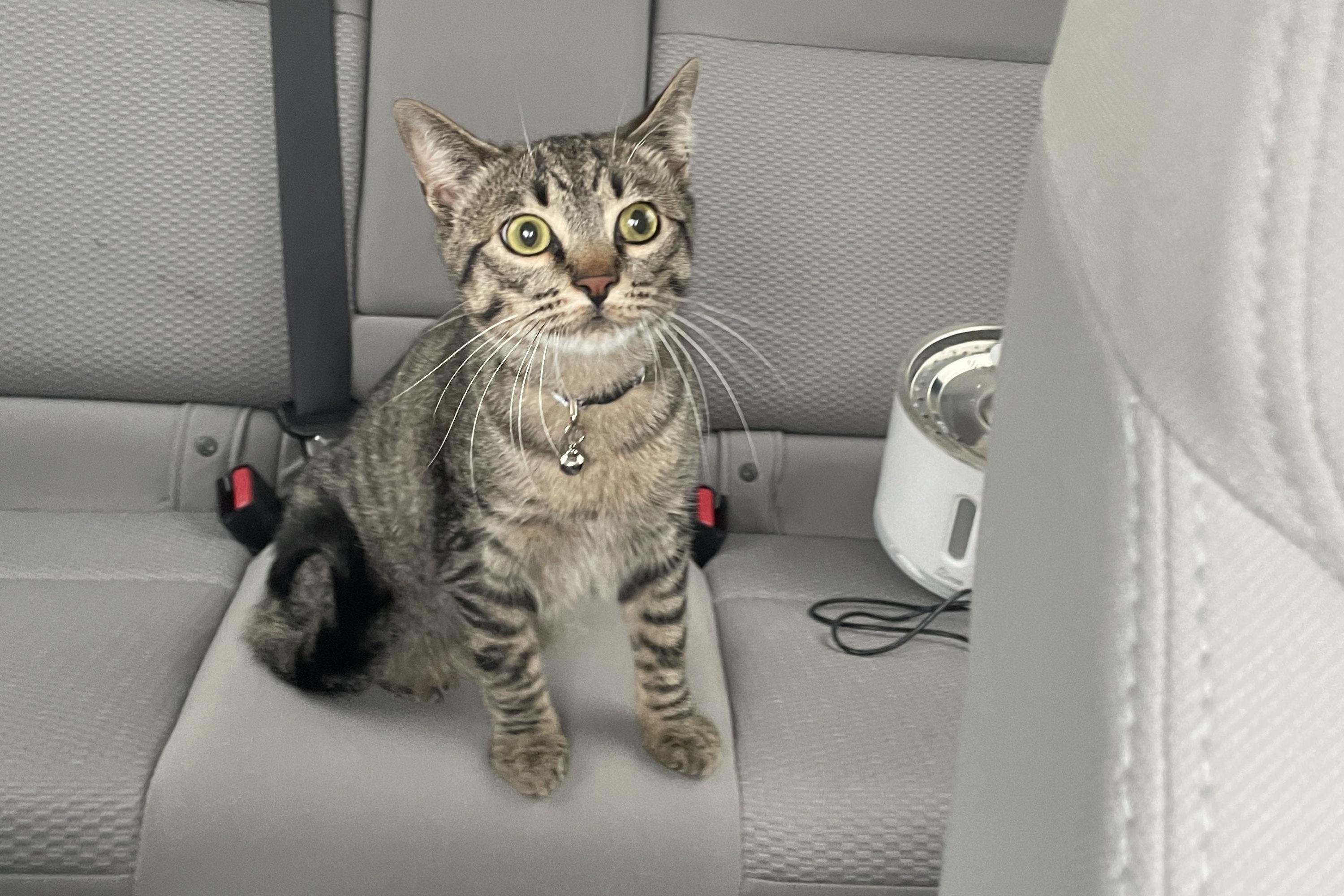 Hysterics at Cat Refusing His Carrier in Car Realizing 'Mistakes Were Made'