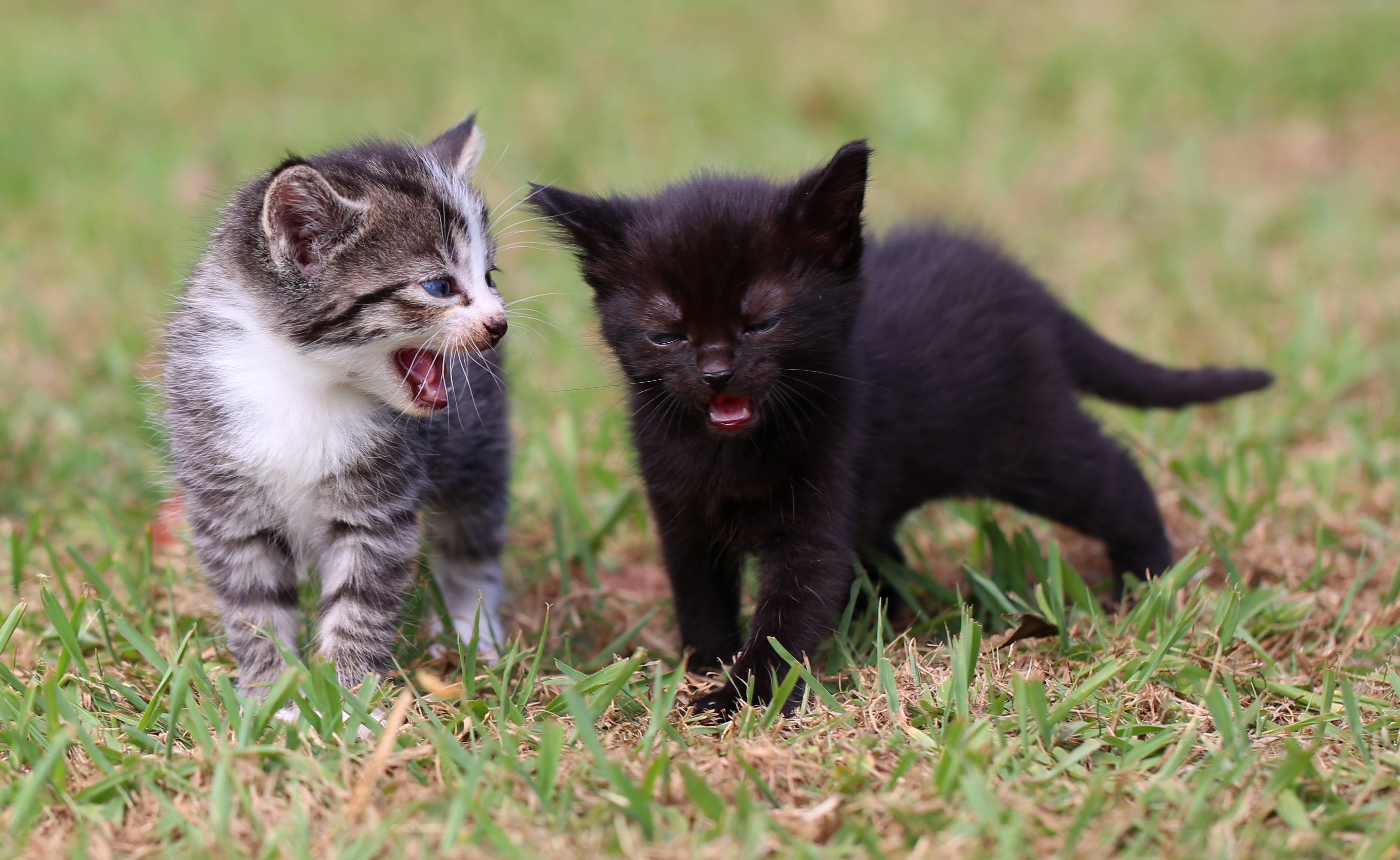 Owner of Two Neutered Male Cats Demands Explanation After Kittens Turn Up