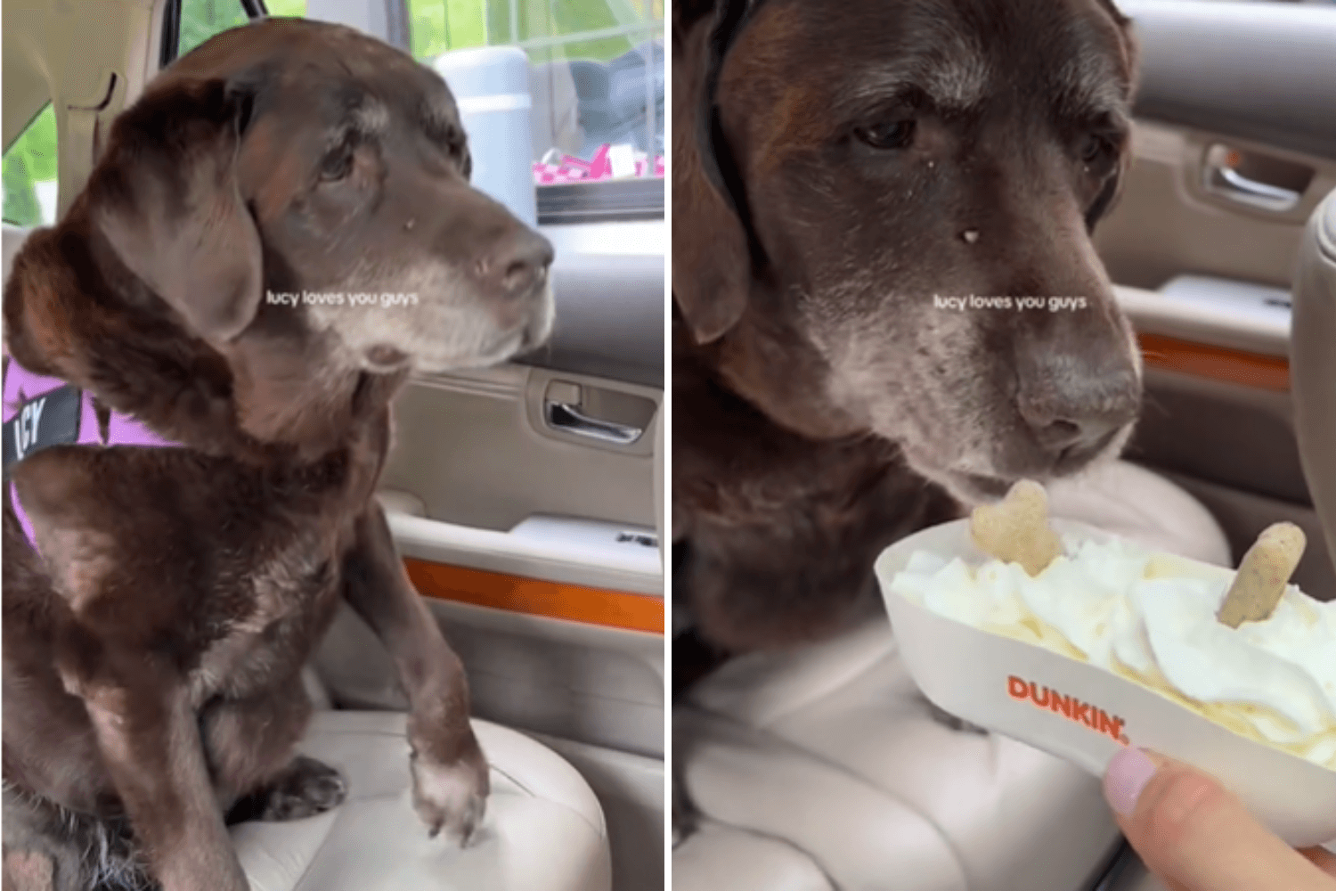 Senior Labdrador Shaking With Excitement Over Dunkin' Pup Cup Melts Hearts
