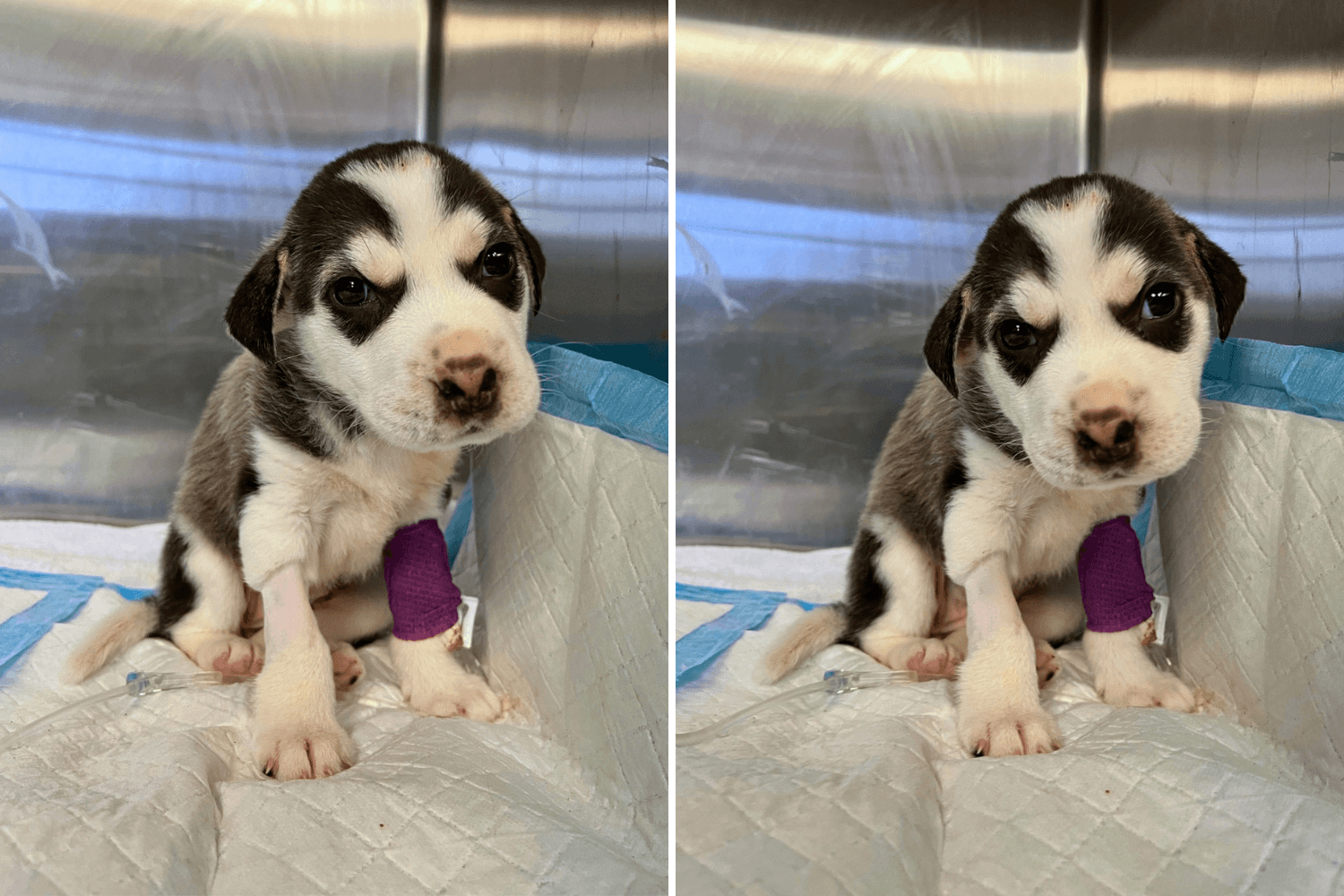Anger As 4-Week-Old Husky Puppy Found in Trash Can 'Barely Hanging On'