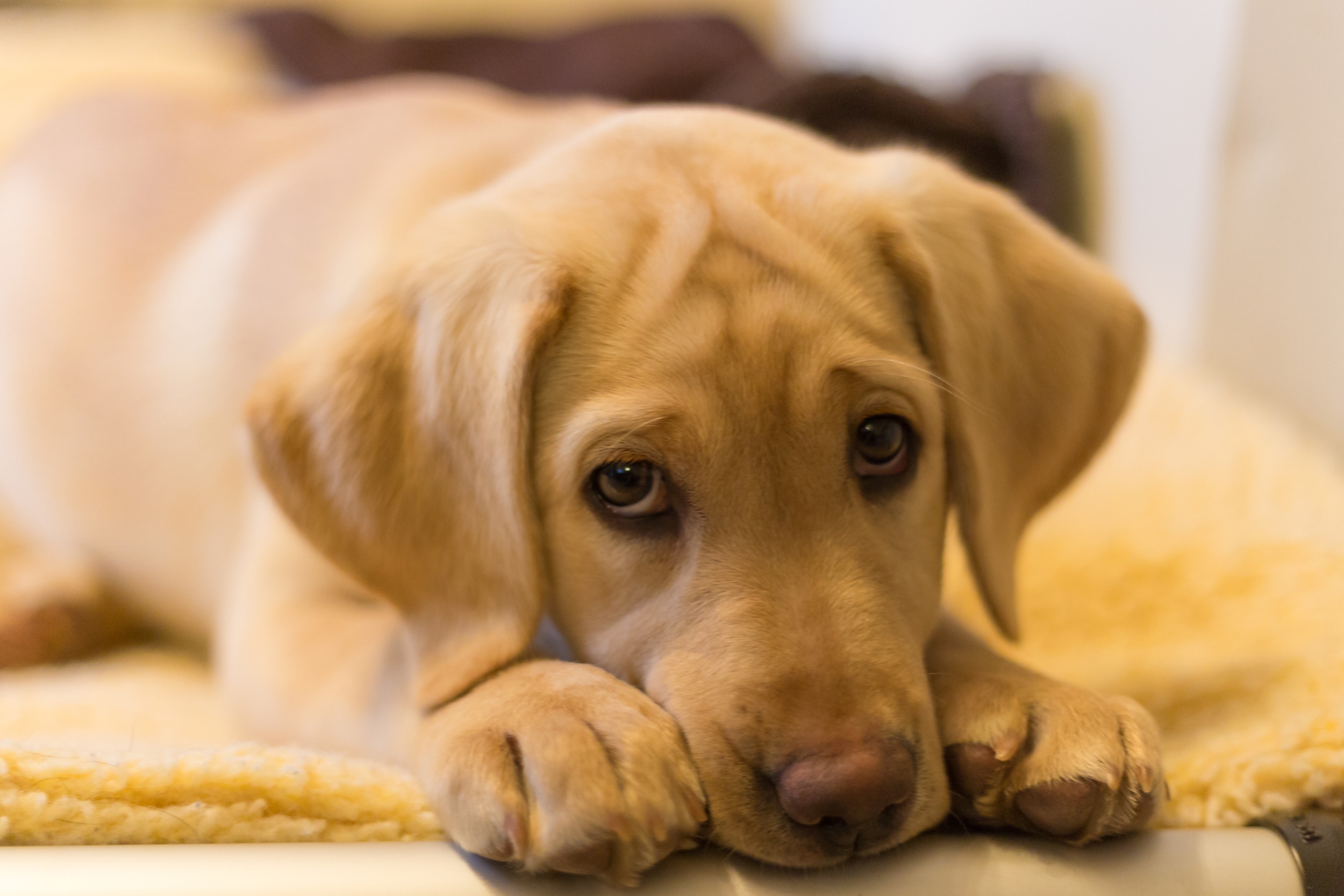 Labrador Steals a Chili—His 'Furious' Reaction is Everything
