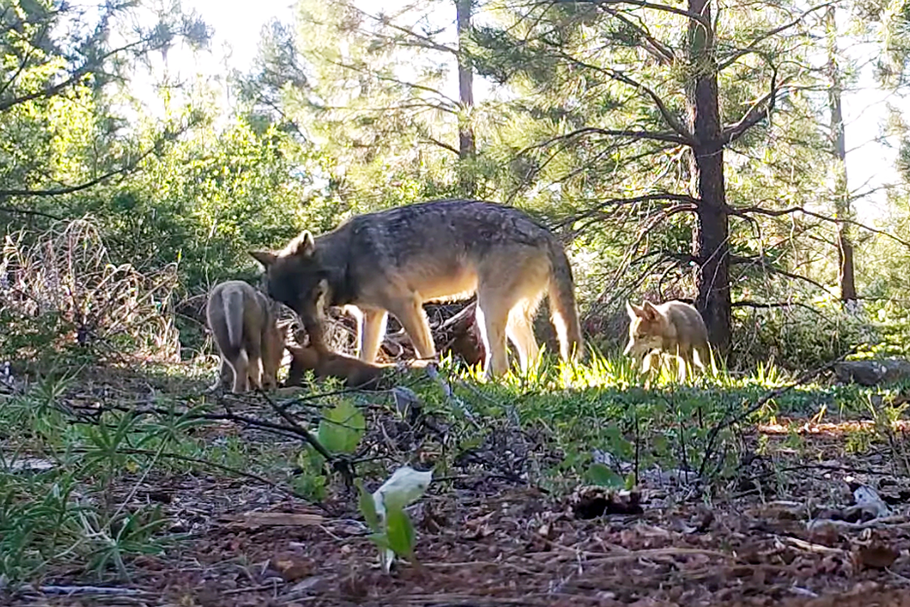 Wolves Are Returning To California