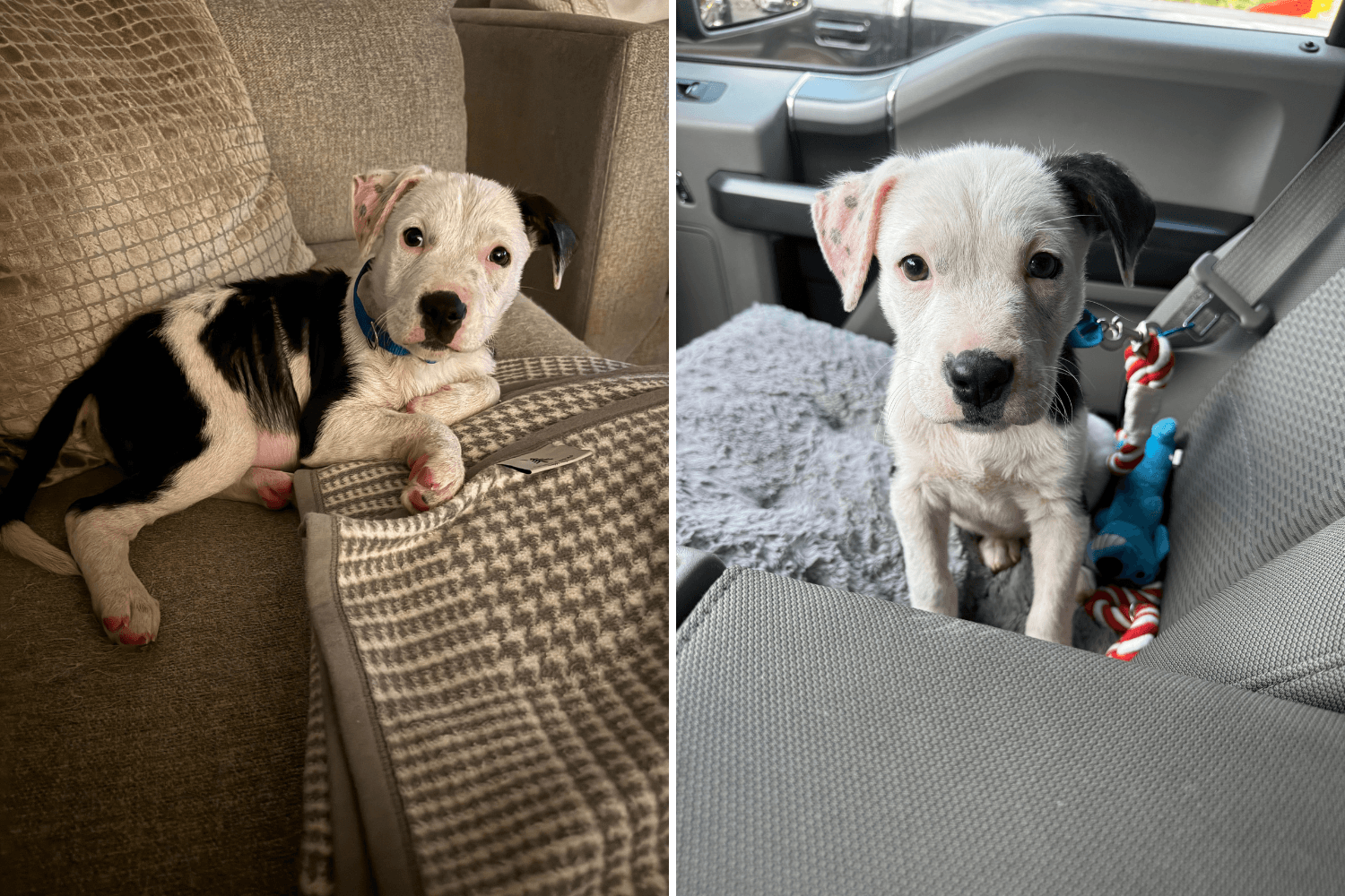 Patient Labrador and His 'In Charge' Pomeranian Brother Win Pet of the Week