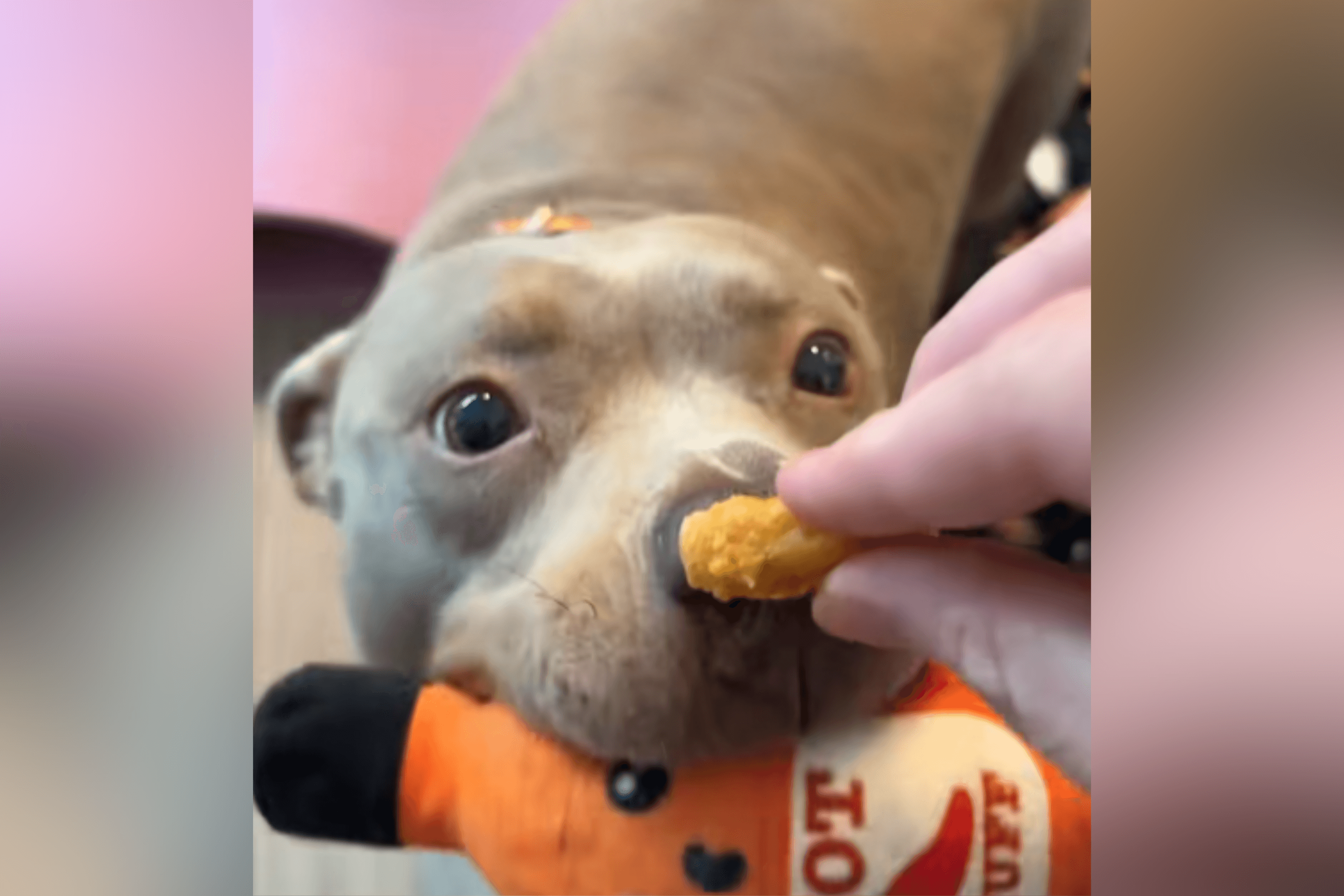 Hilarity As Dog Desperately Wants Treat Without Giving Up Favorite Toy