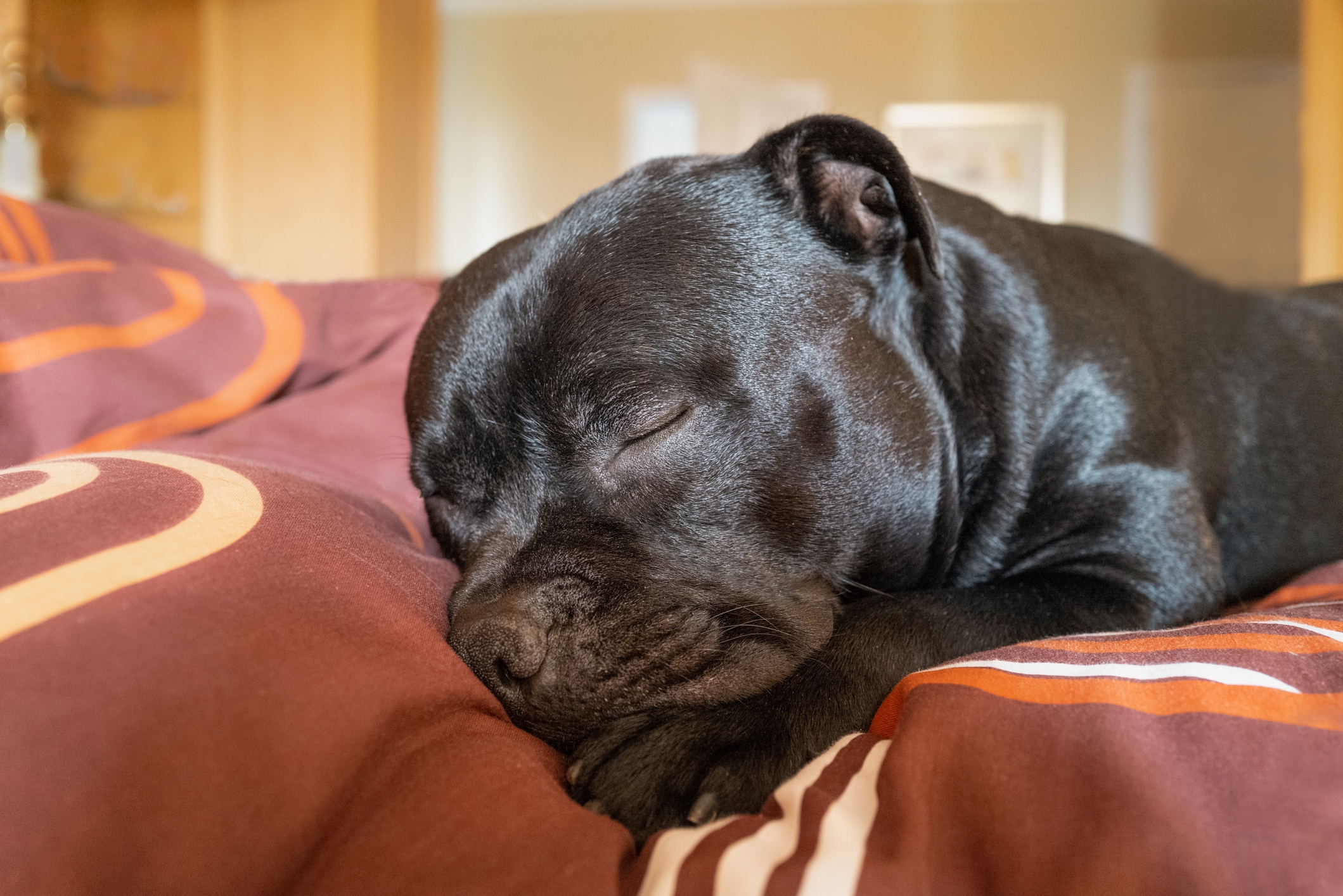 Tears at Dog's Bedtime Routine from Puppy to Adult: 'Nothing Has Changed'