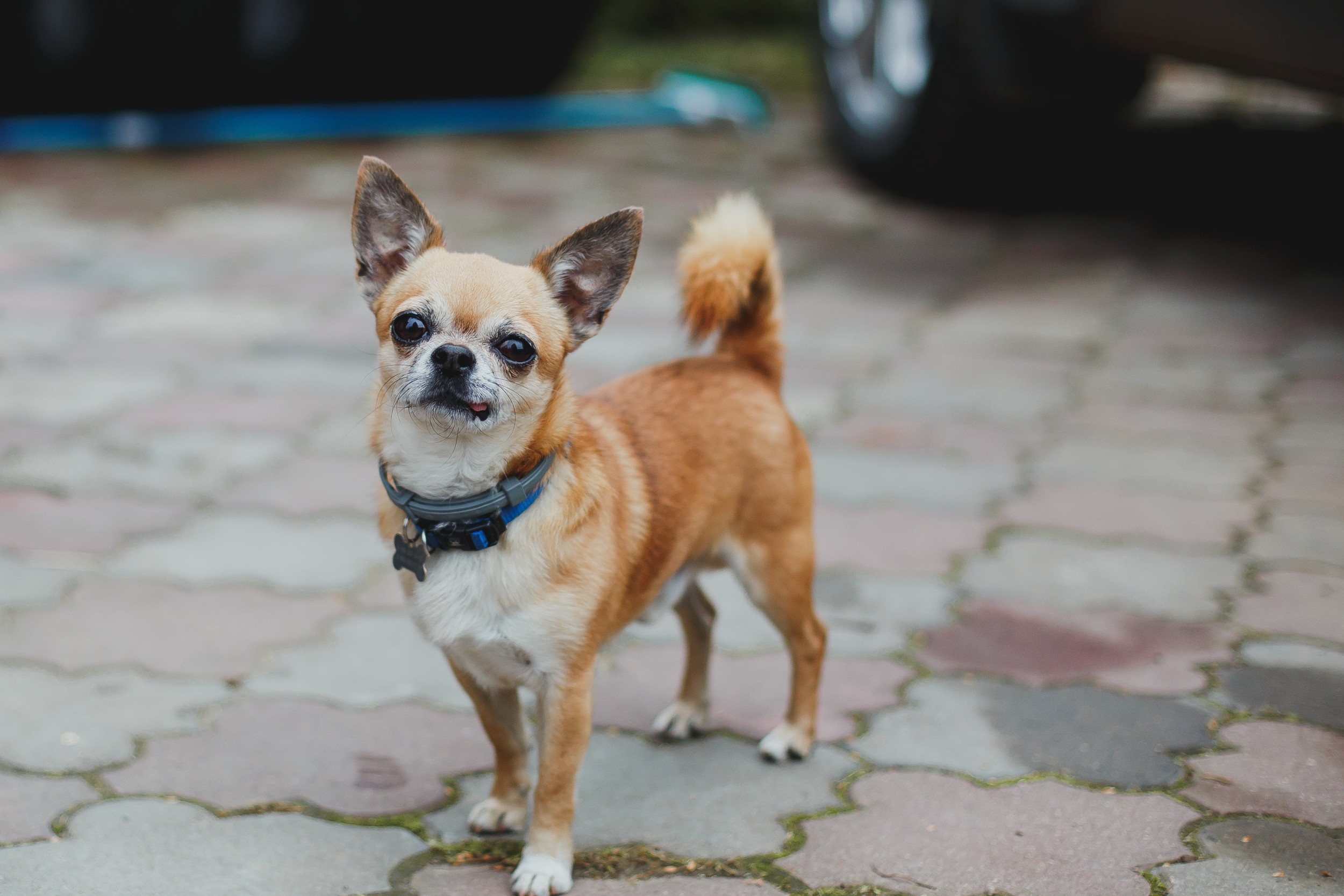 Senior Dog Heartbroken Thinking He's Abandoned, Then Realizes the Truth