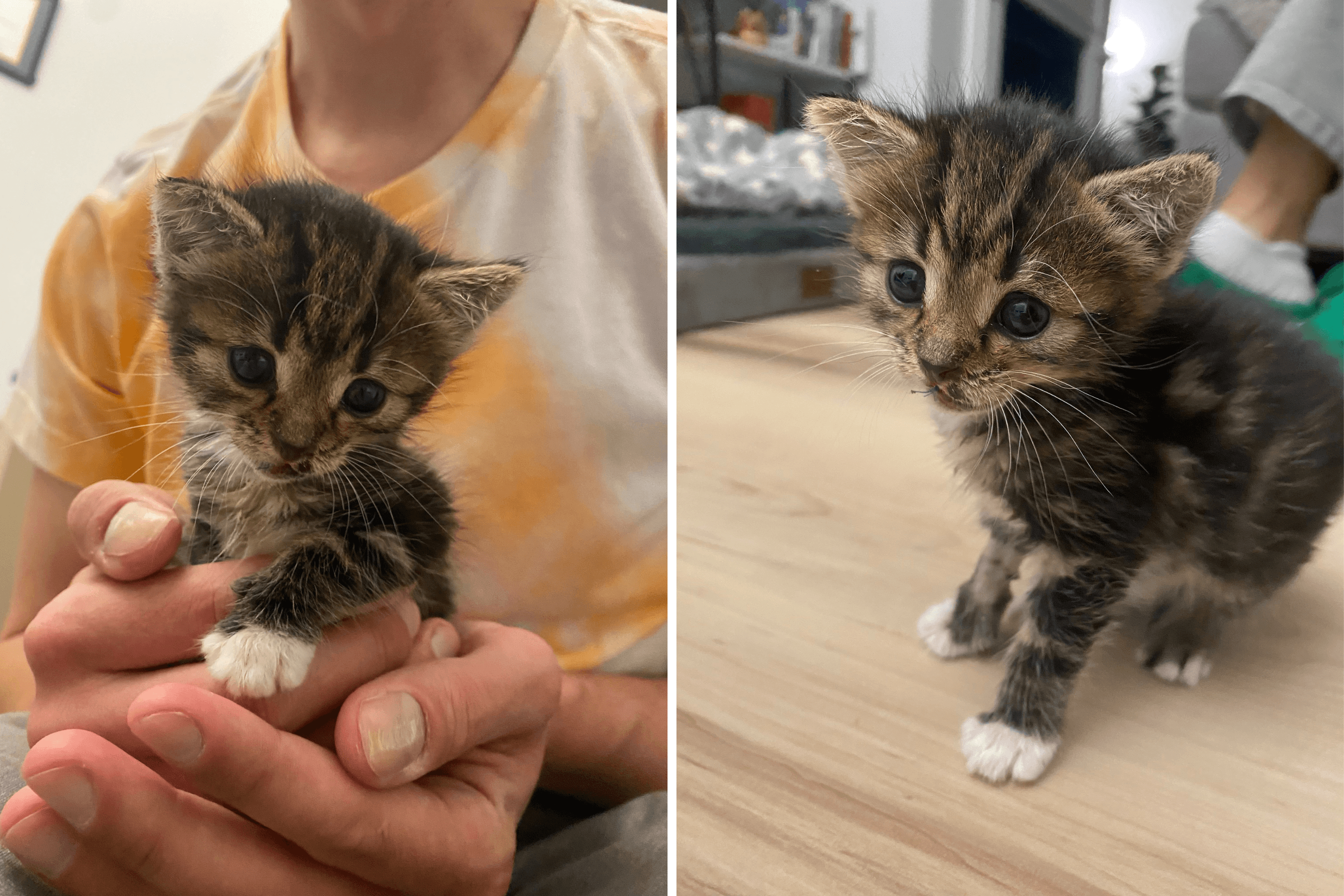 They Were Chosen by the Cat Distribution System—Then Came the Heartbreak
