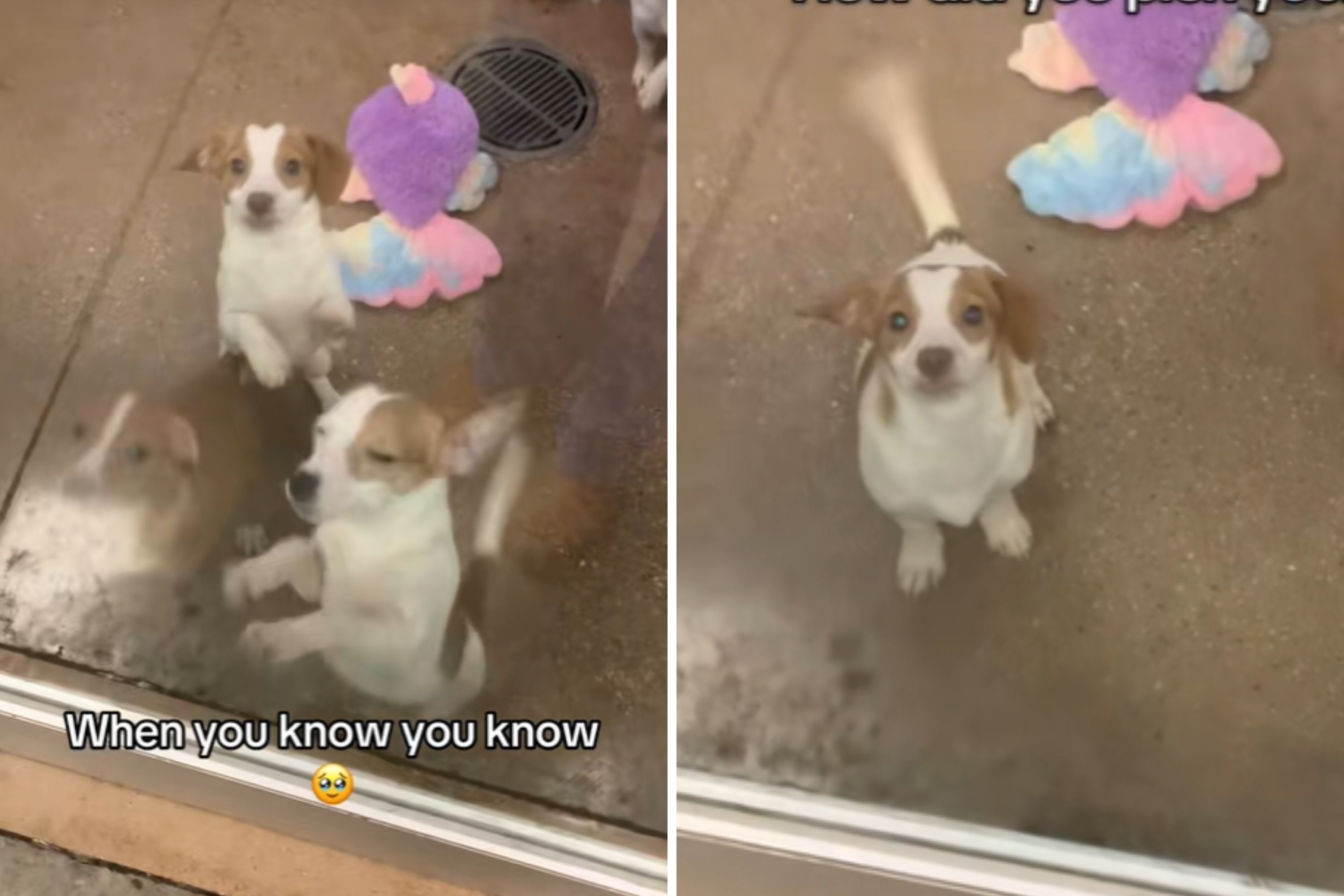 Moment Owners Looking at Litter Realize Puppy Picked Them: 'We Just Knew'
