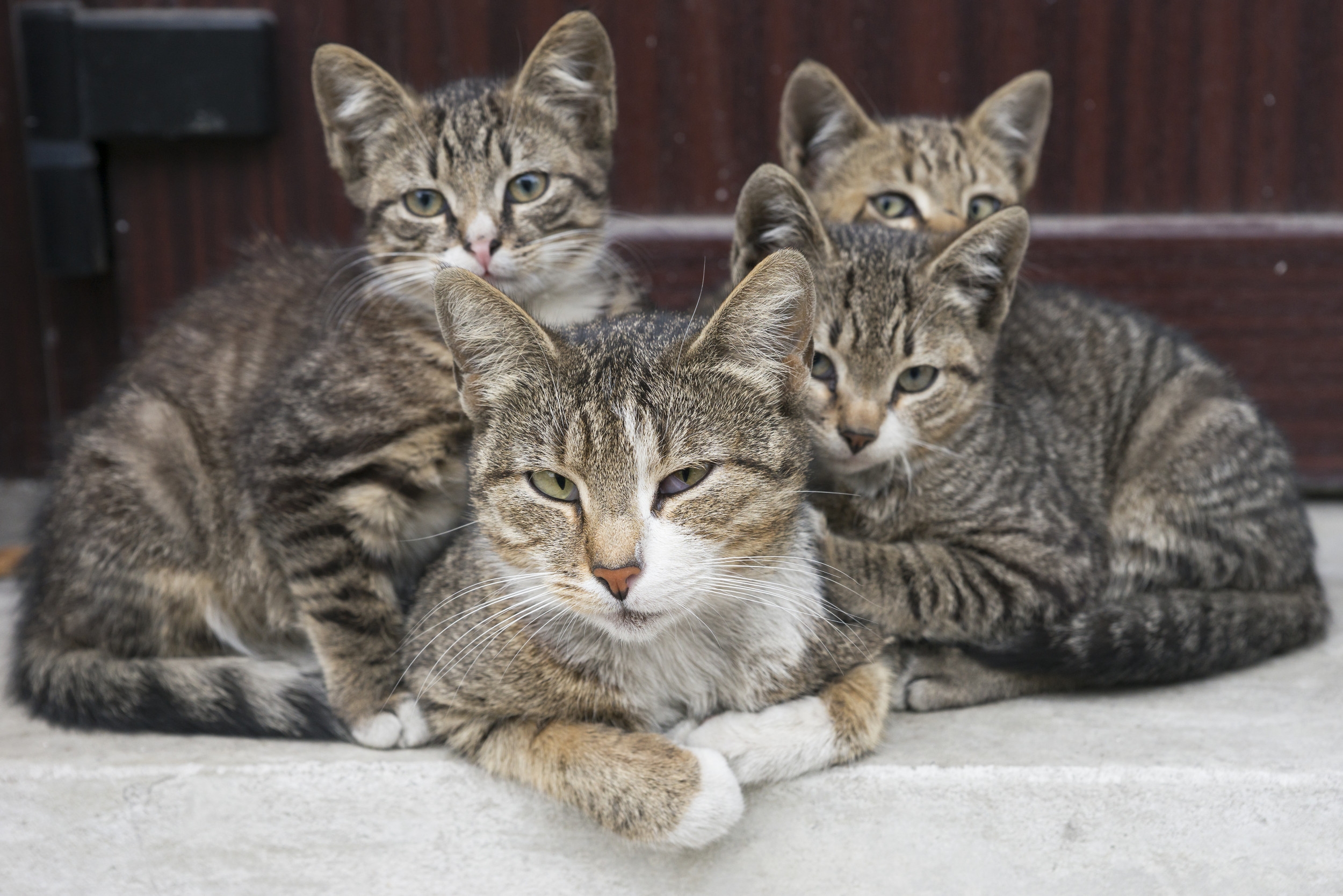 Girl Tells Mom She Wants 15 Cats—Stray Feline Brings Kittens to Her Yard