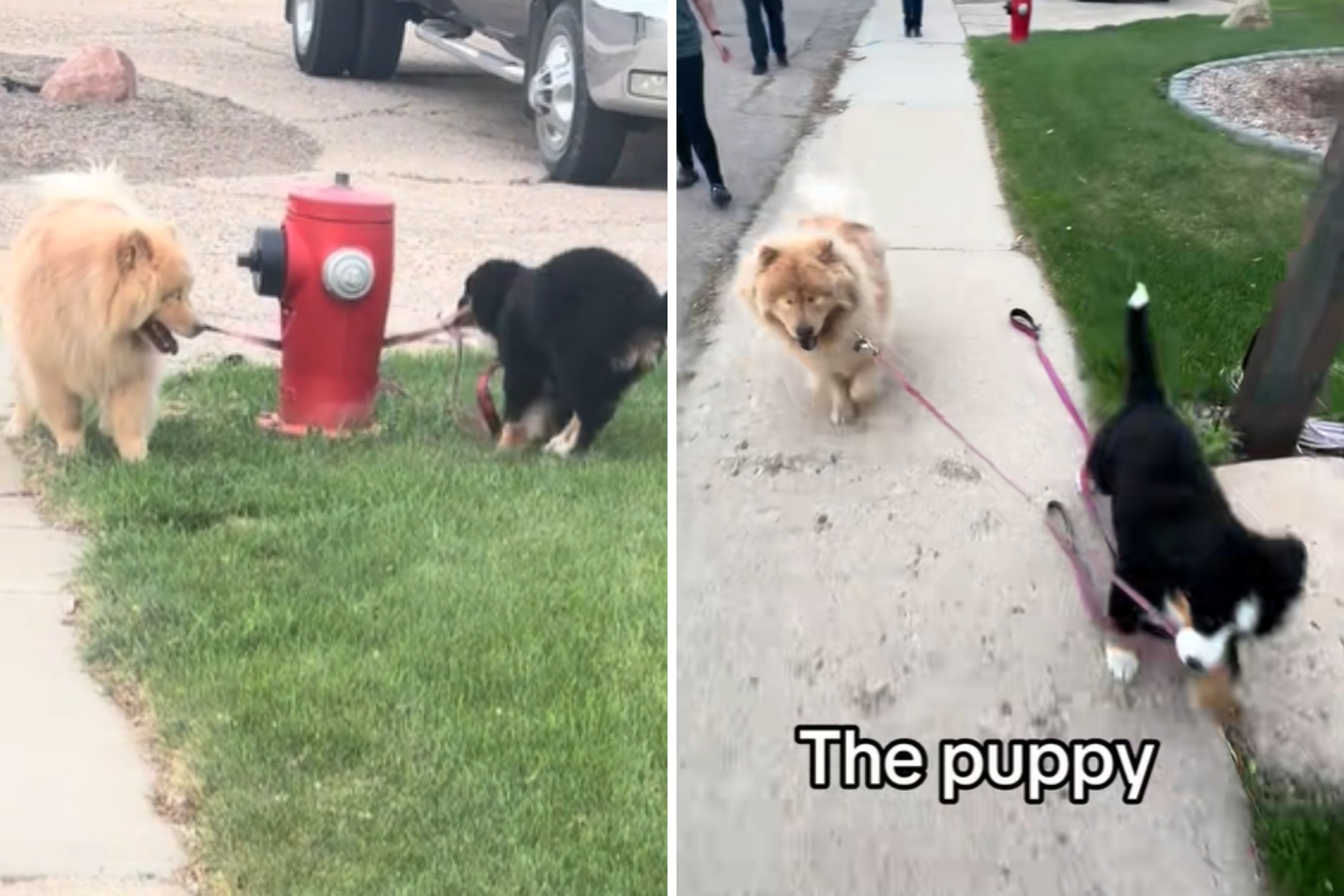 Owner of Blind Dog Unsure About Adopting Puppy—but She Didn't Need To Worry