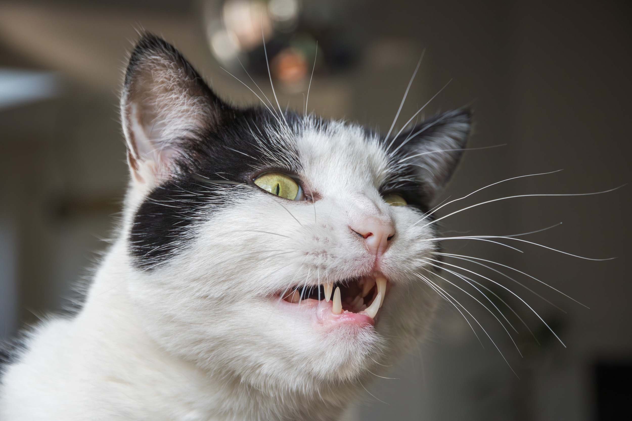 Senior Cat Catches Plumber Near His Cupboard—Makes His Feelings Very Clear
