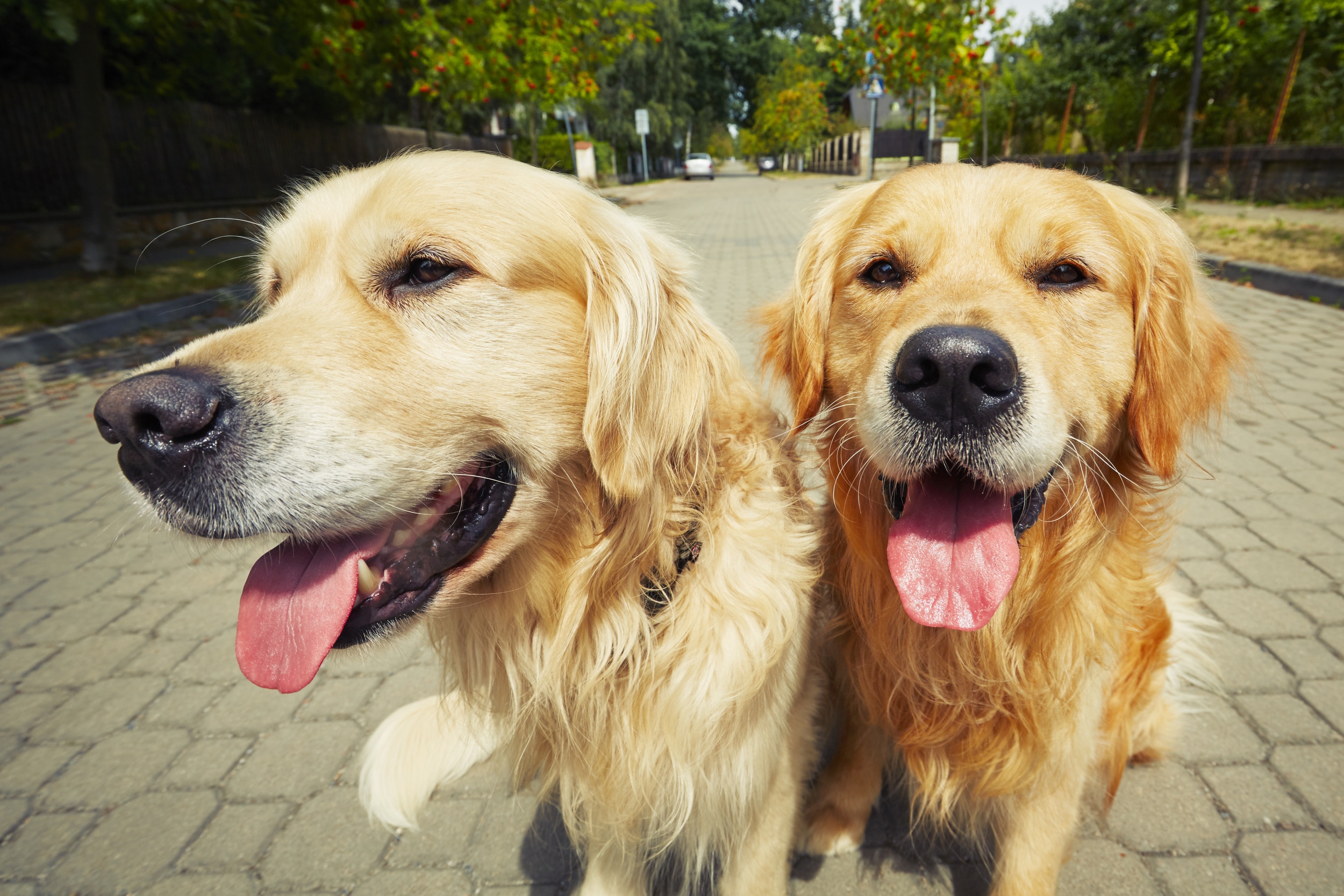 Why Golden Retriever Is Dragging Sibling Across Back Yard Delights Viewers