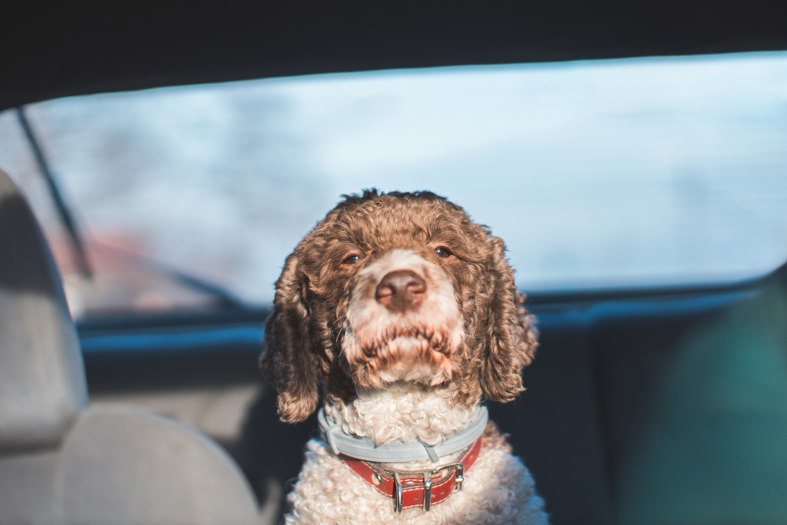 Dog Refuses to Get Out of Car, Internet Can't Cope With 'Her Side Eye'