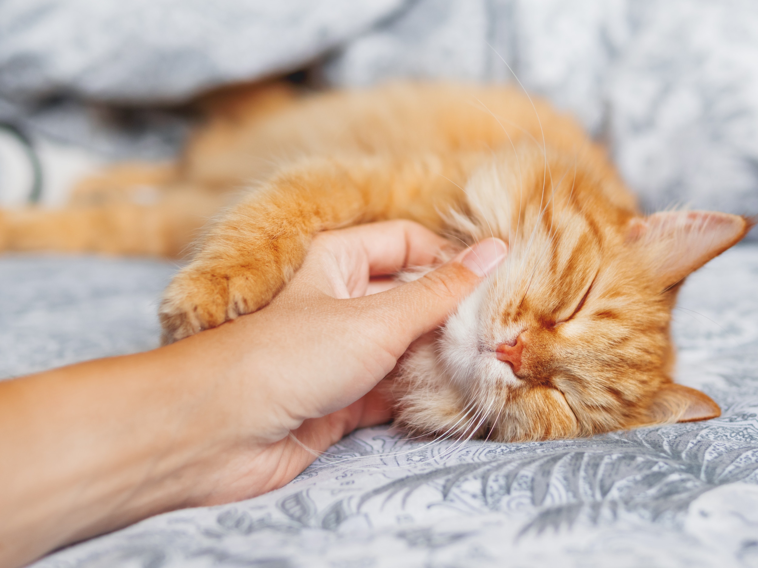 Scientists May Have Found What Makes Cats Purr