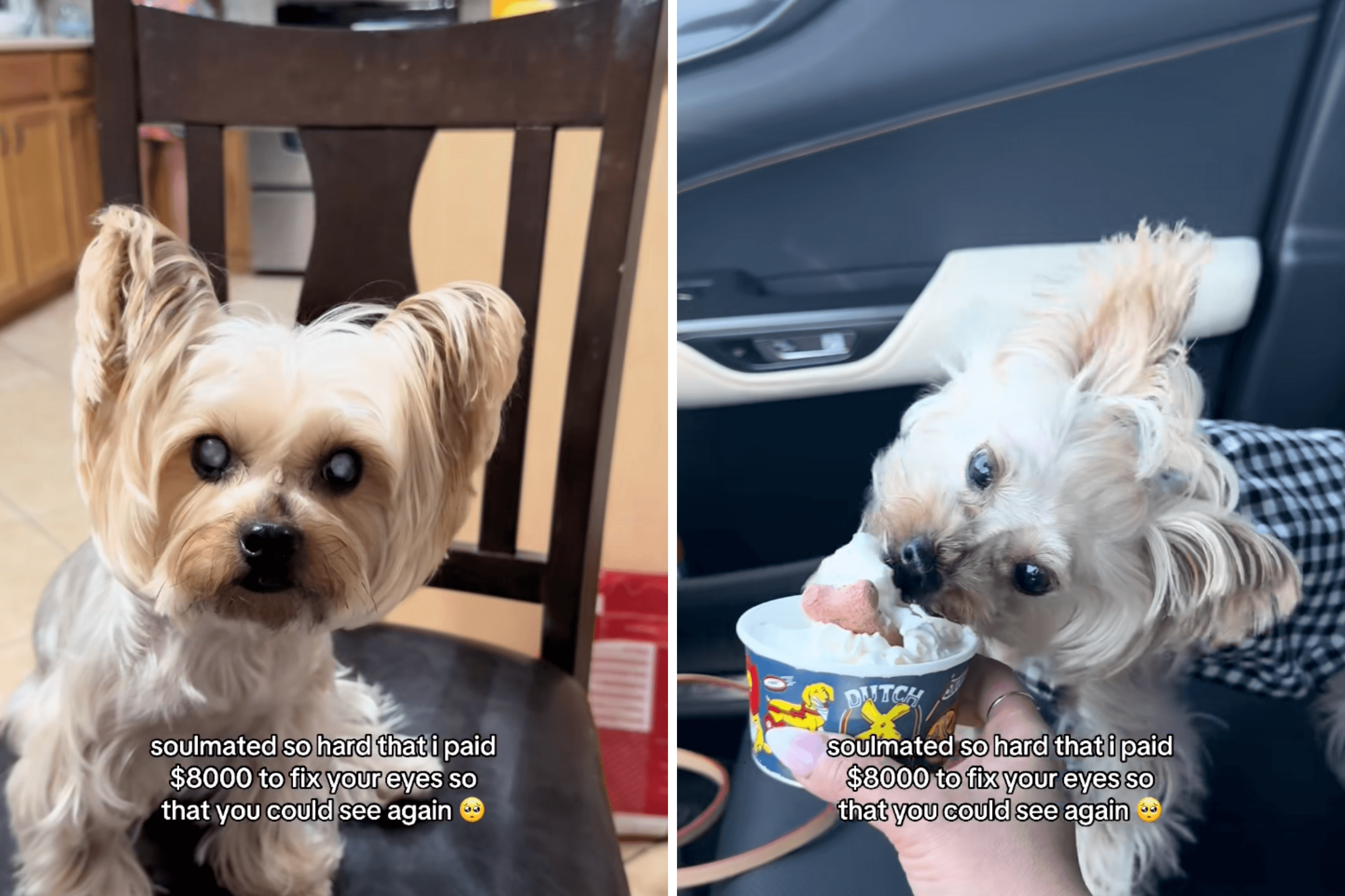 Tears at What Woman Gives up To Save Her Dog's Sight: 'Worth It'
