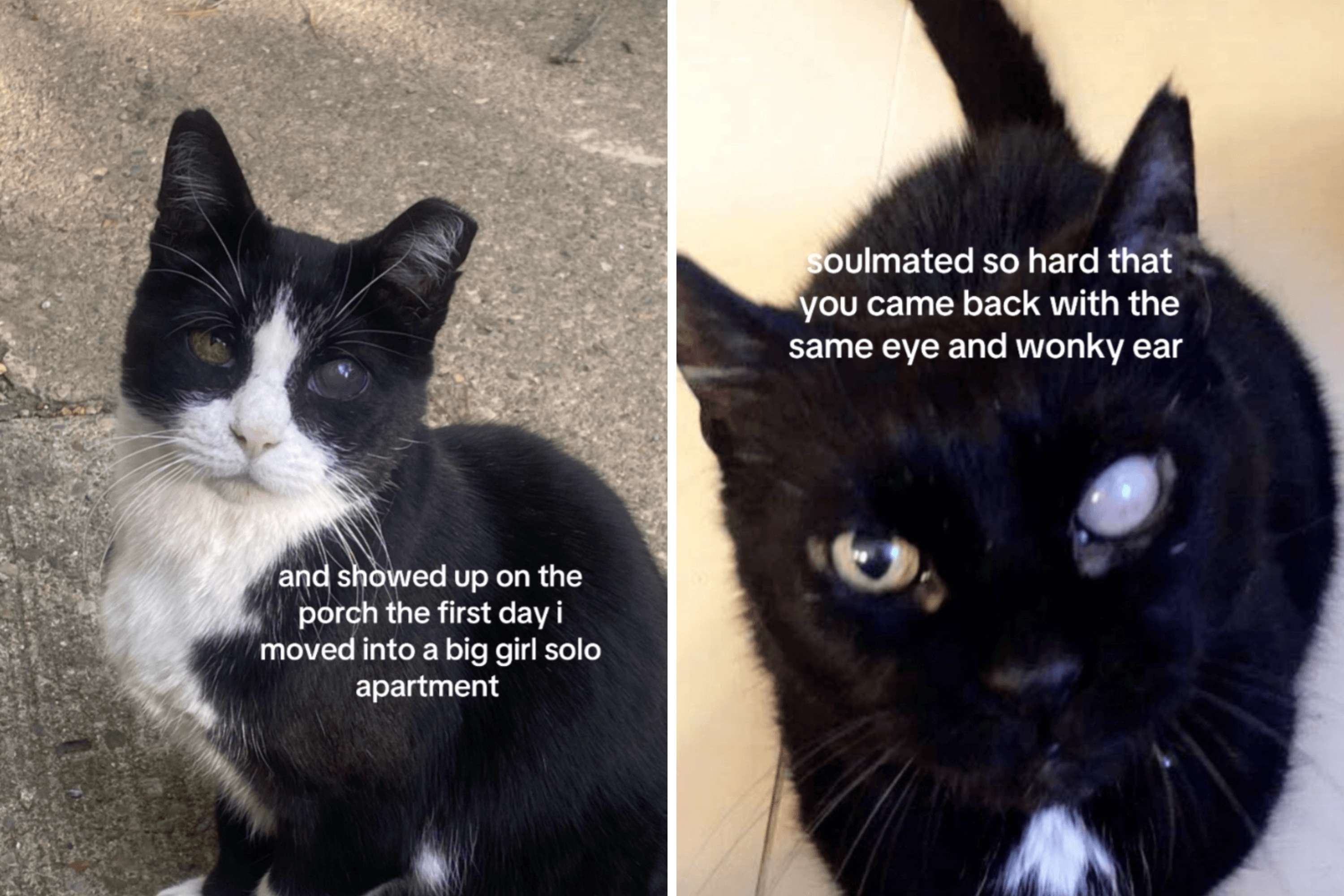 Woman Loses Cat, Then Moves House. Cannot Believe What Shows Up.