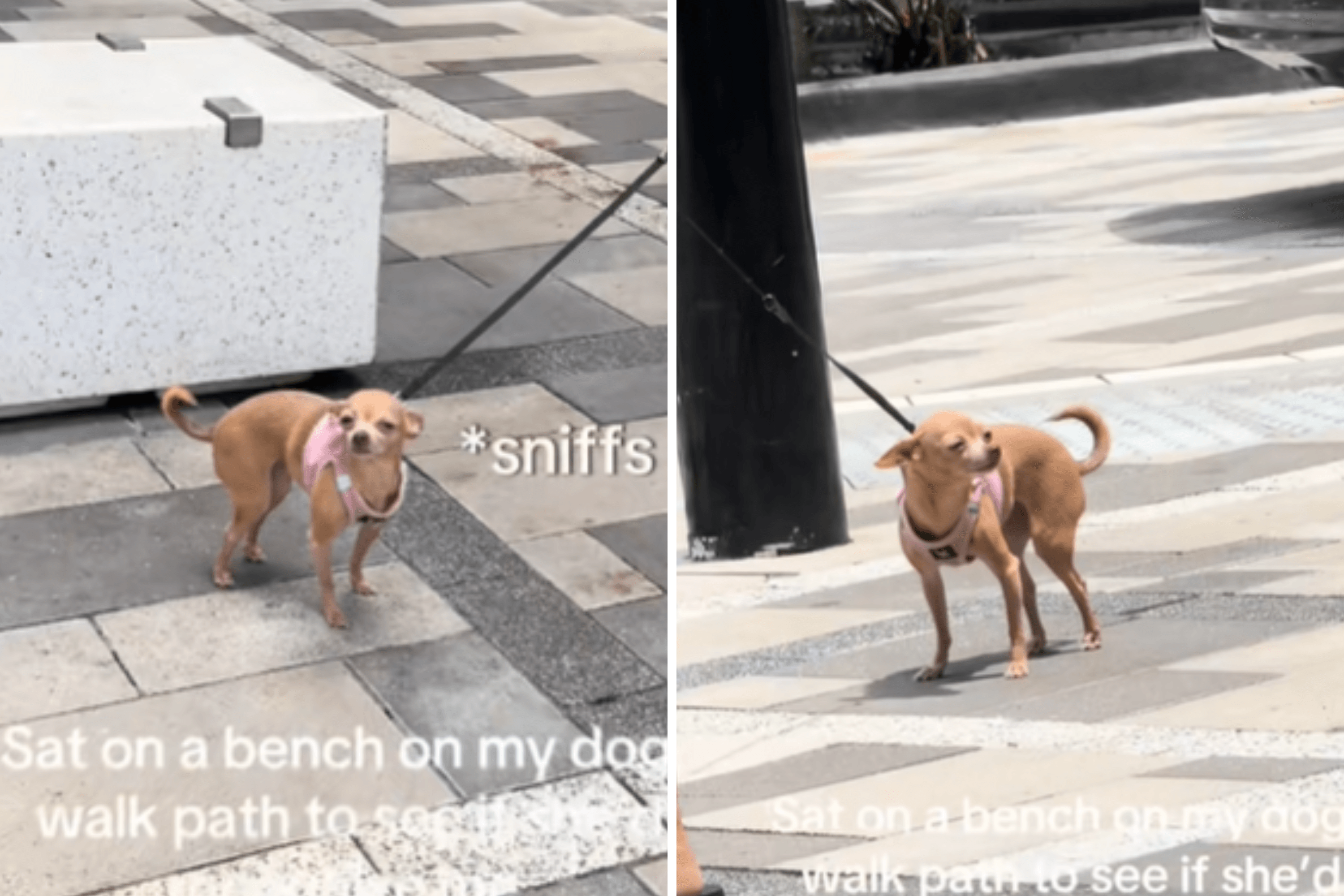 Chihuahua on Walk Has No Idea Owner Is Nearby—Then She Smells Her