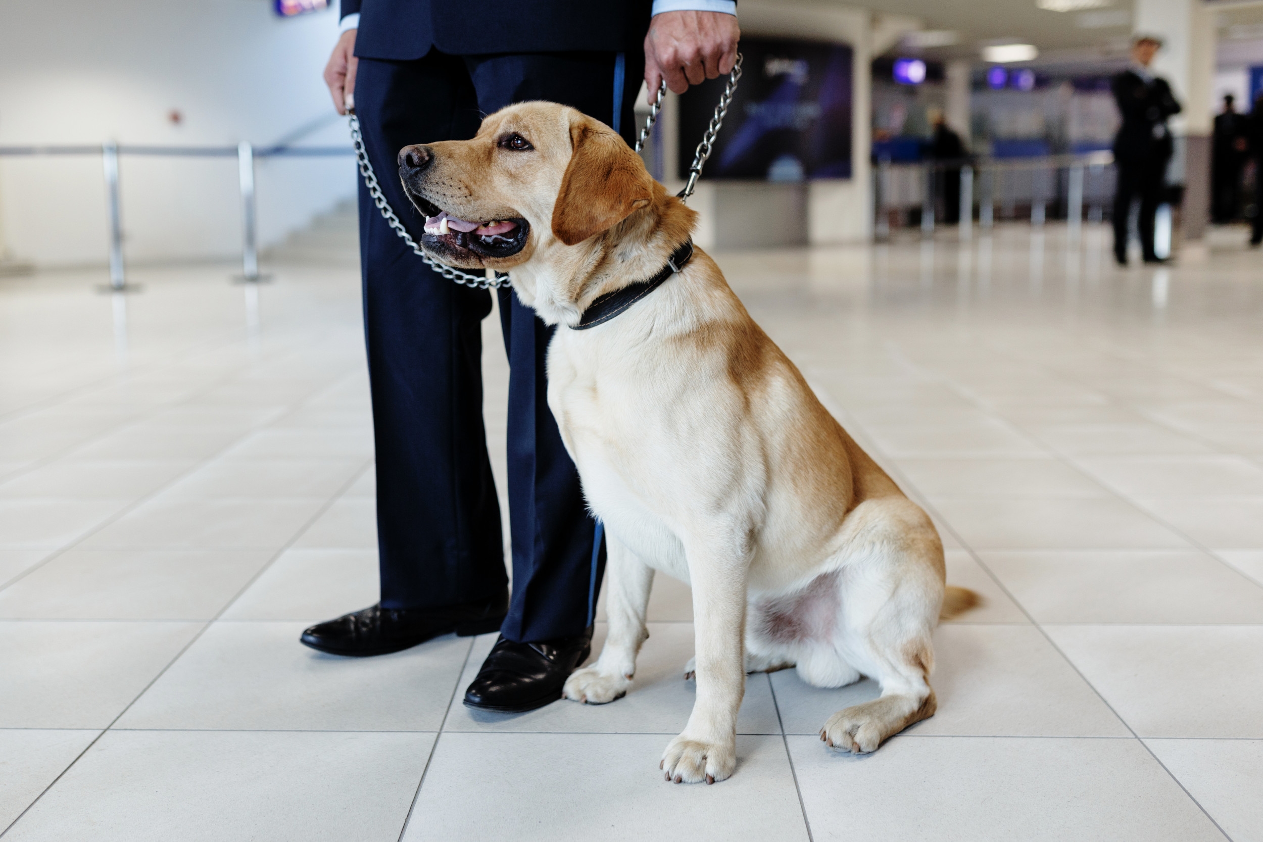Internet Unprepared for TSA Agent's Response to Dog at Airport