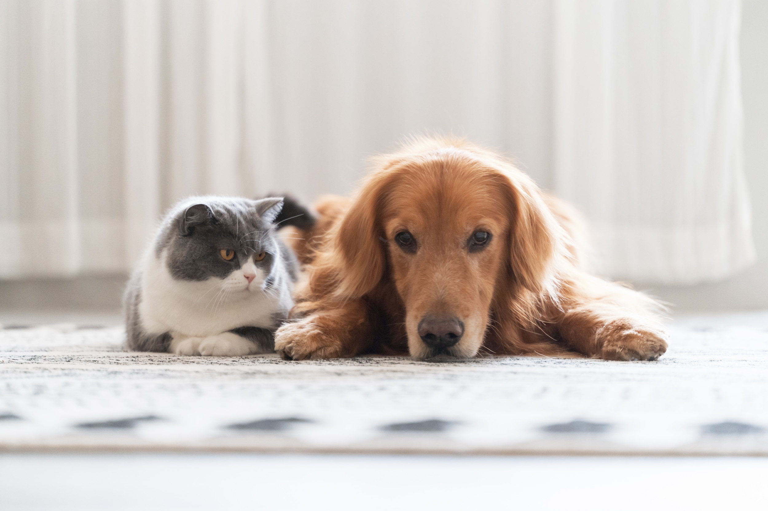 Golden Retriever Puppy Wants To Look at Cat Sibling but There's a Problem