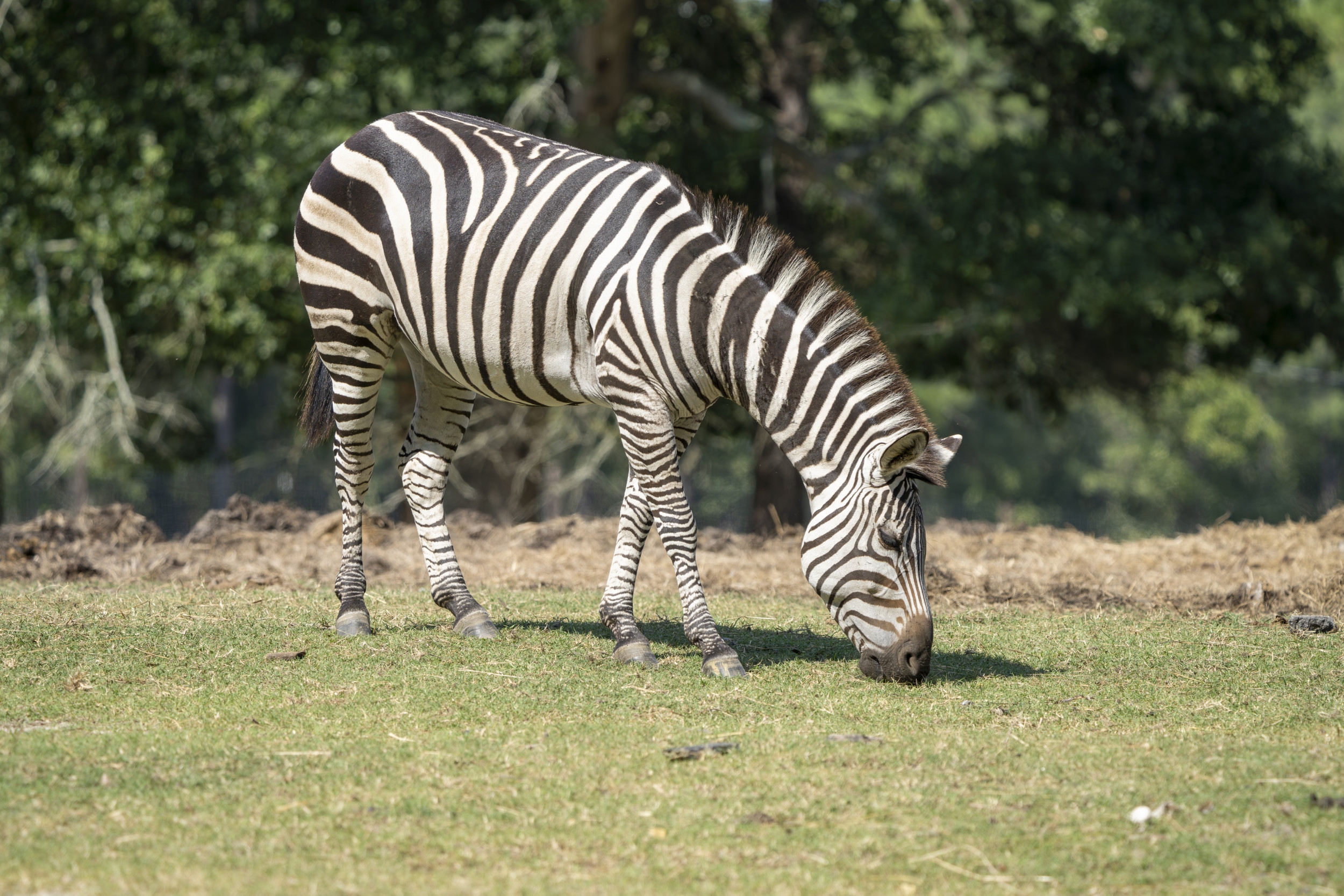 Zebra Escapes Less Than 24 Hours After Tennessee Owners Brought It Home