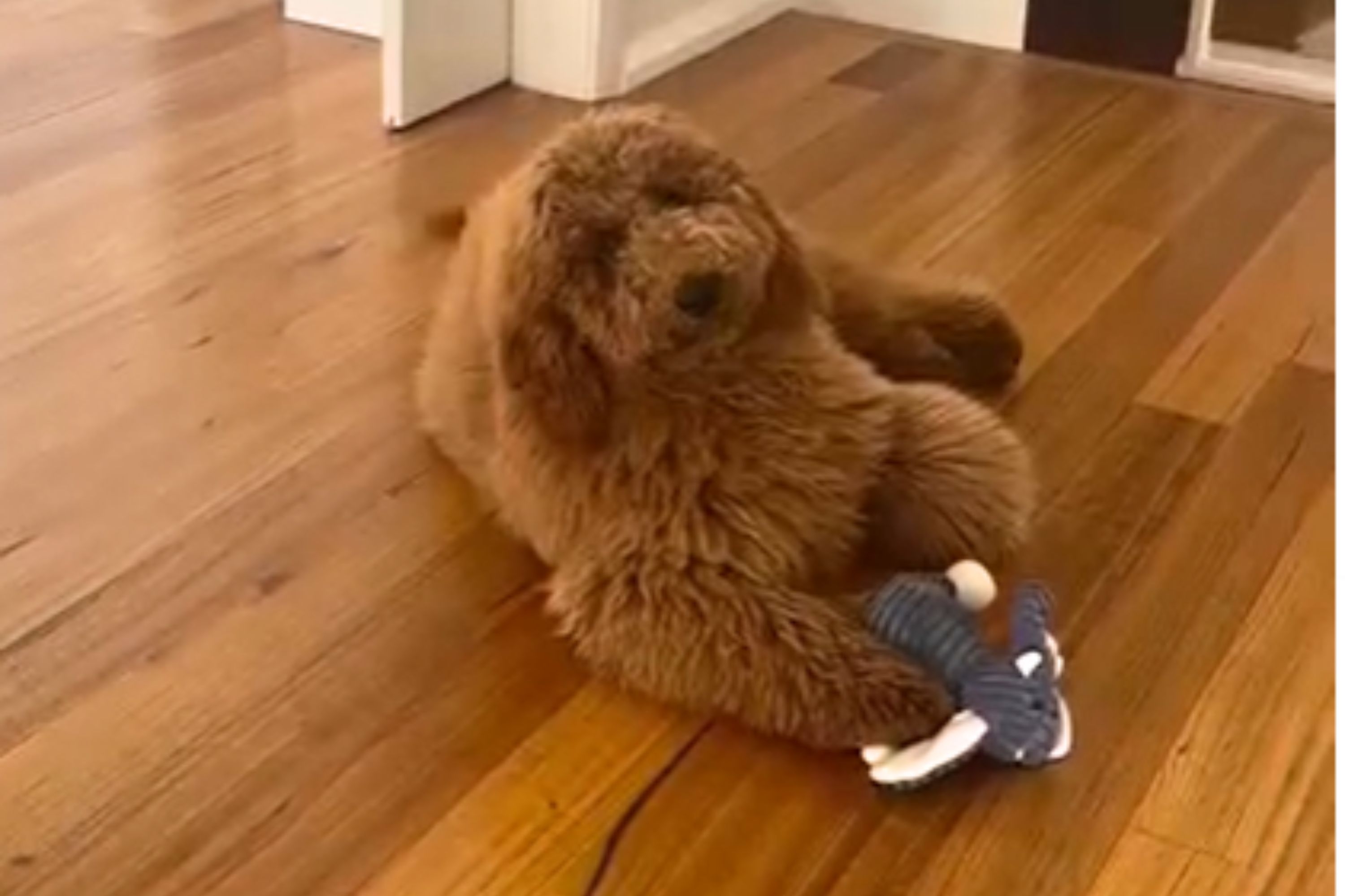 Goldendoodle Owner Asks Groomer for 'Teddy Bear Chic'—Can't Believe Result