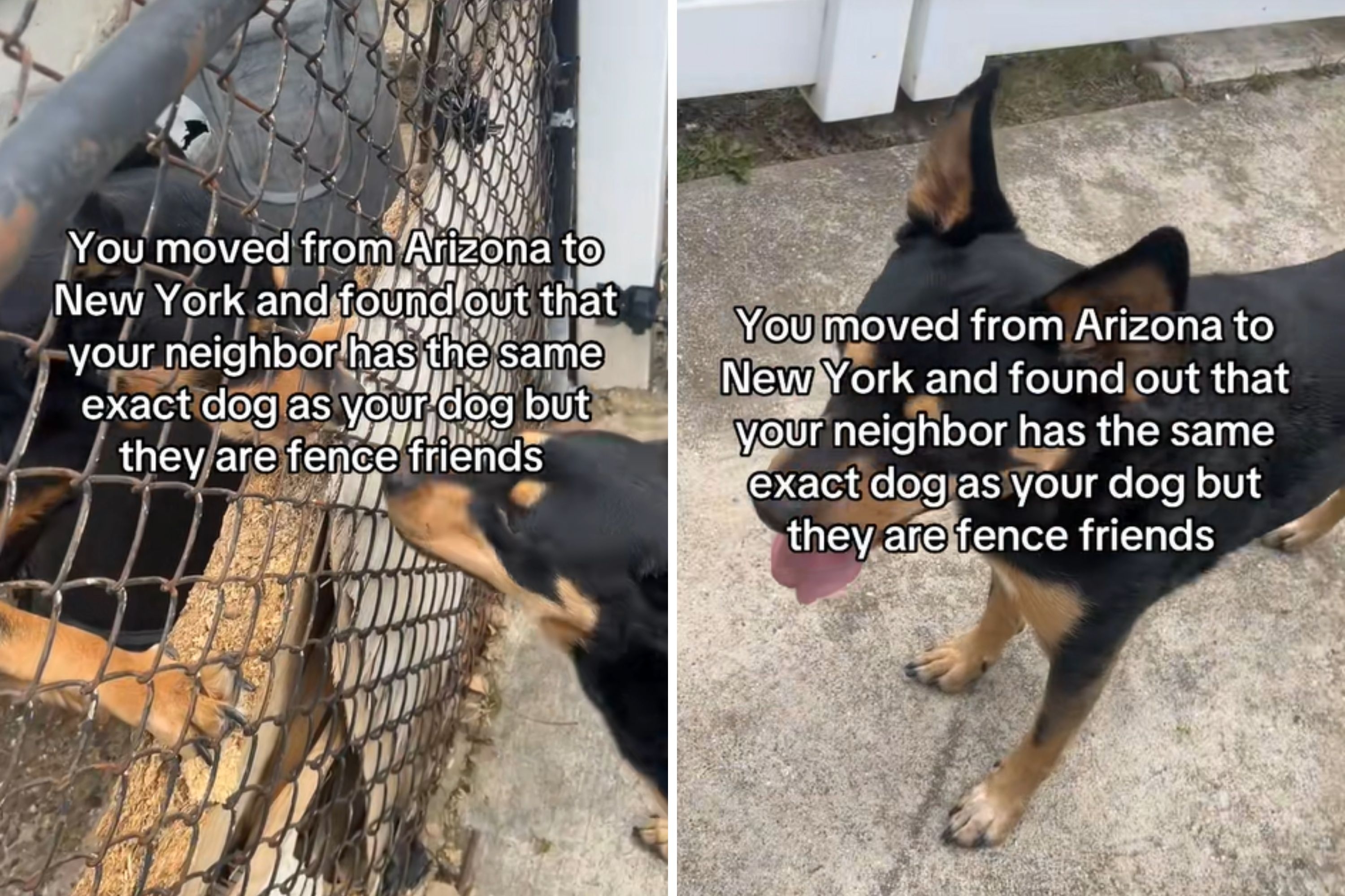 Arizona Man Moves to New York, Not Prepared for What's in Neighbor's Yard