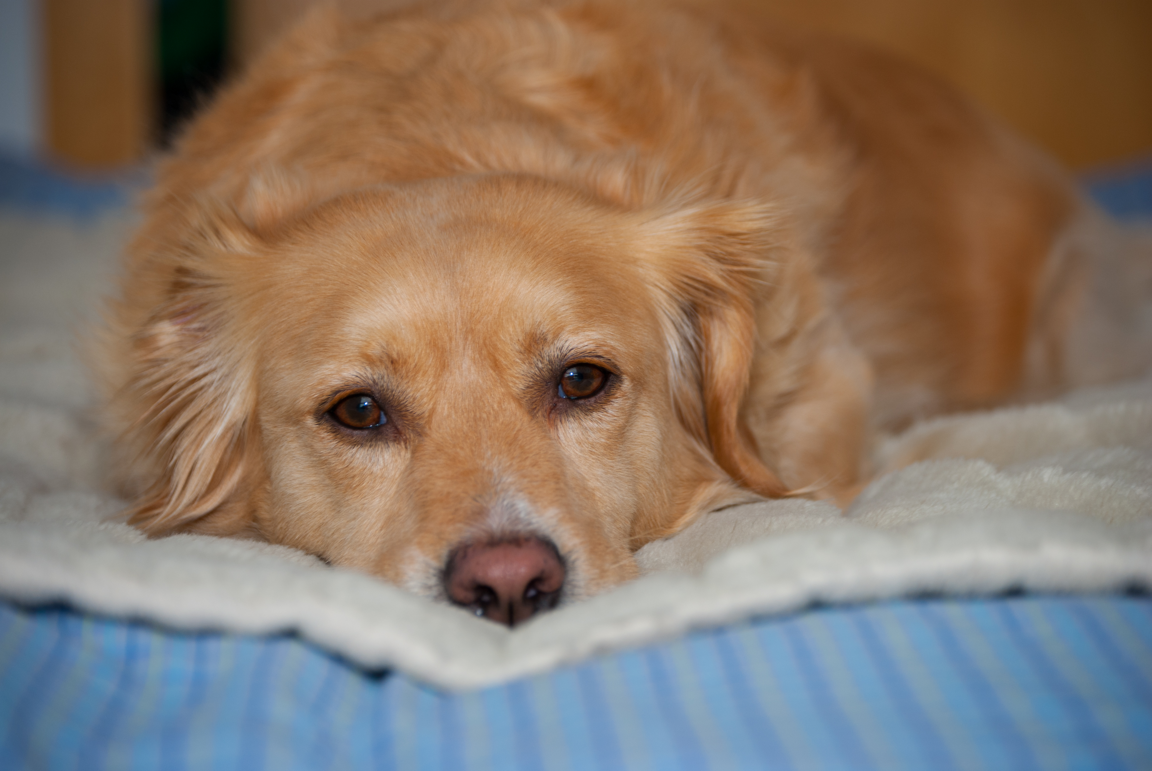 Hearts Melt as Rescue Golden Retriever Finally Sits Next to New Owner