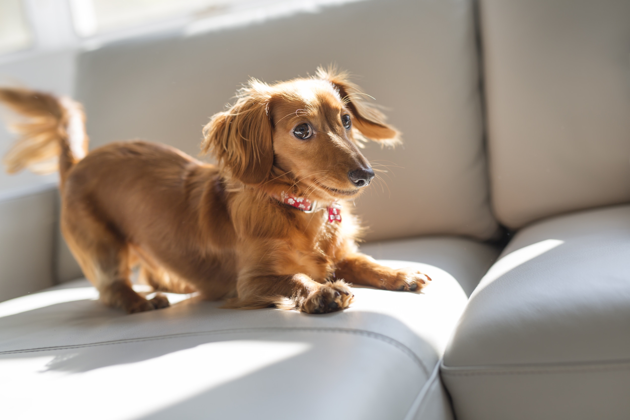 Hysterics at Way Dachshund Ignores Owner's Attempts To Help Him