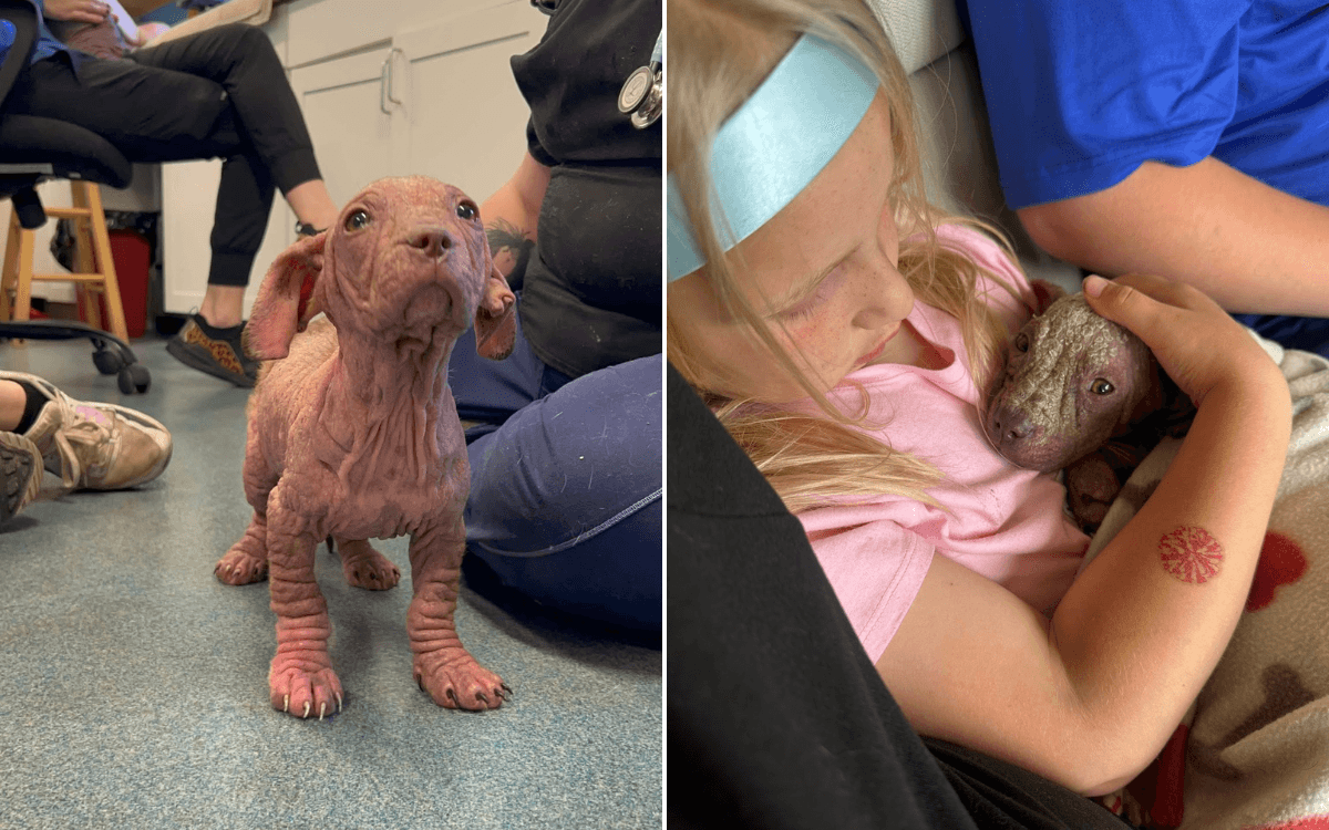 Foster Puppy Shaking in 'Pain and Fear', Little Girl Knows Just What To Do