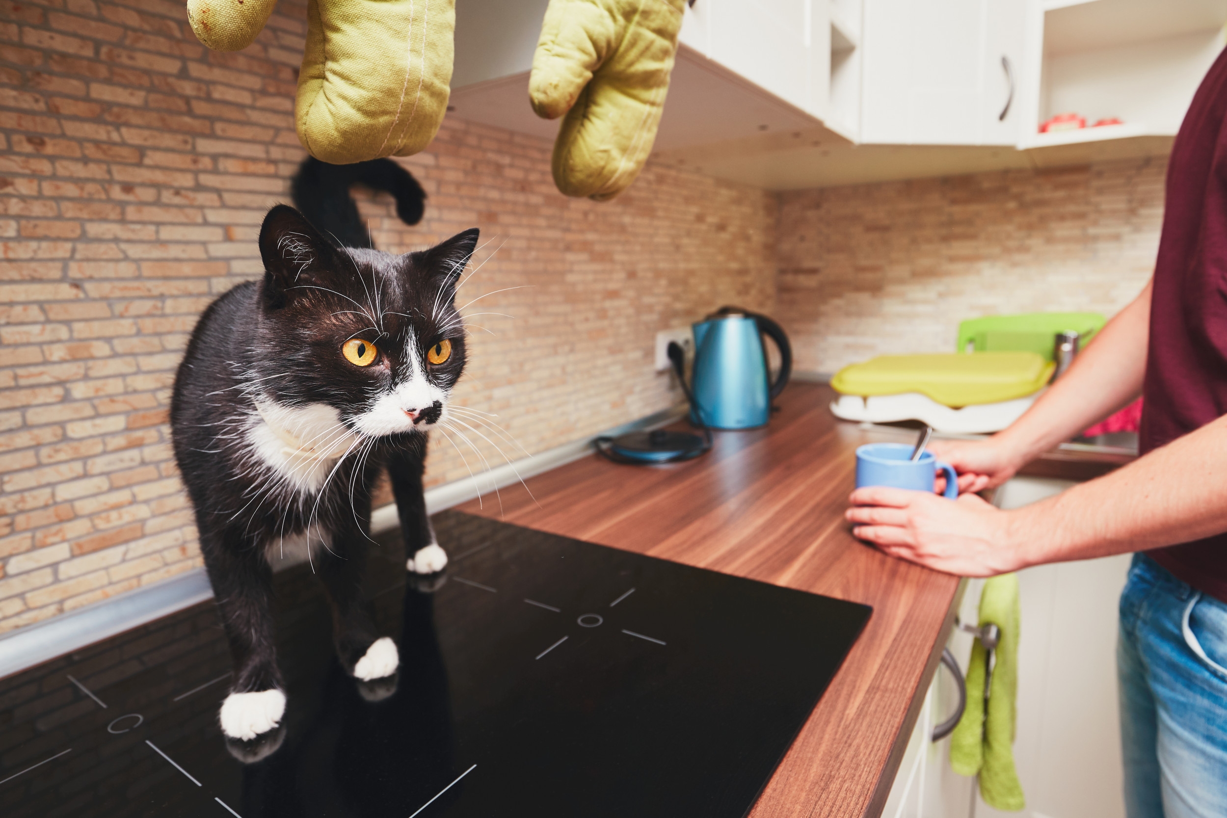 What Hungry Cat Does in the Kitchen Shocks Internet: 'They're Evolving'
