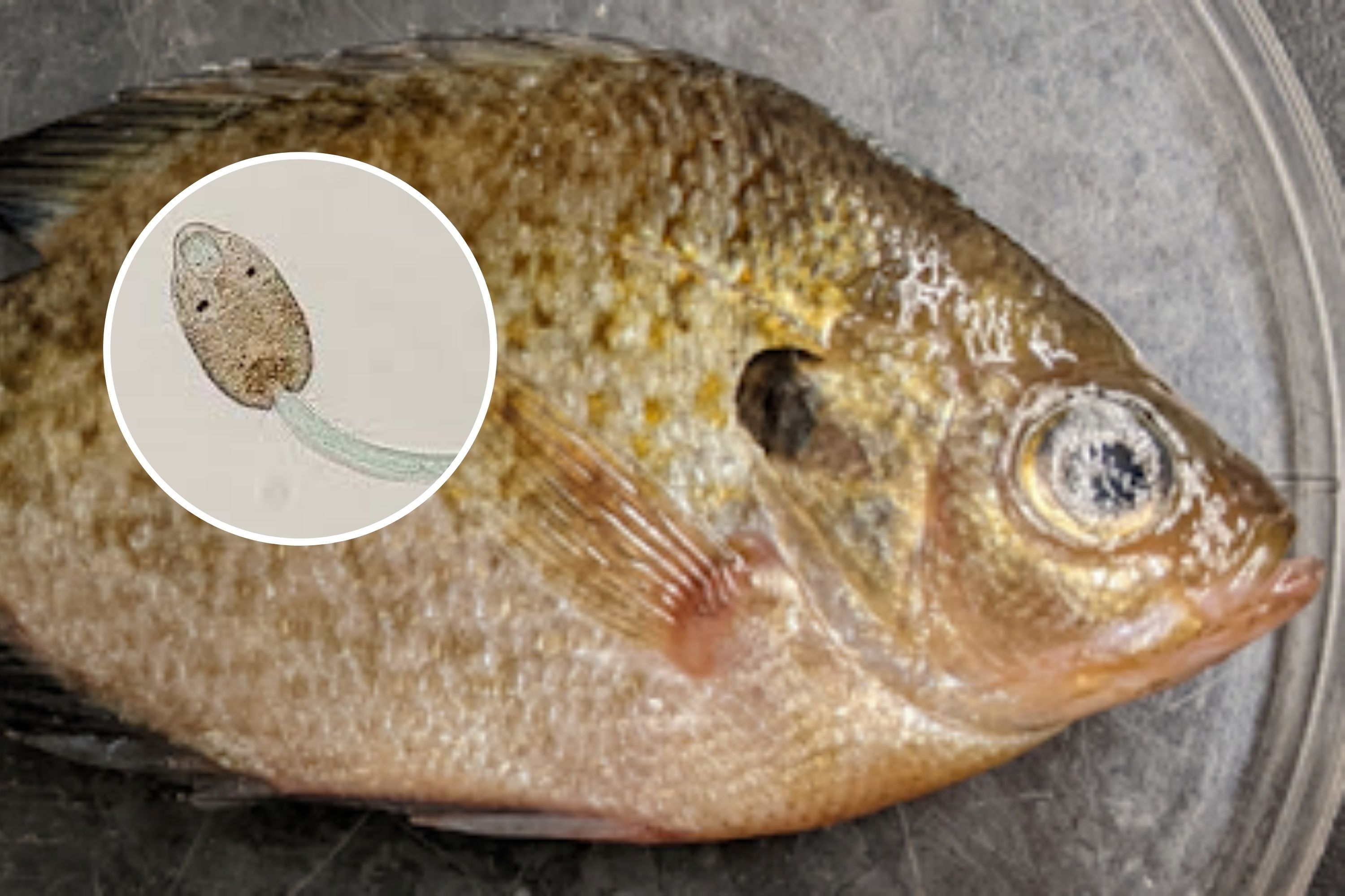 People in California Warned Over Parasite-Riddled Fish