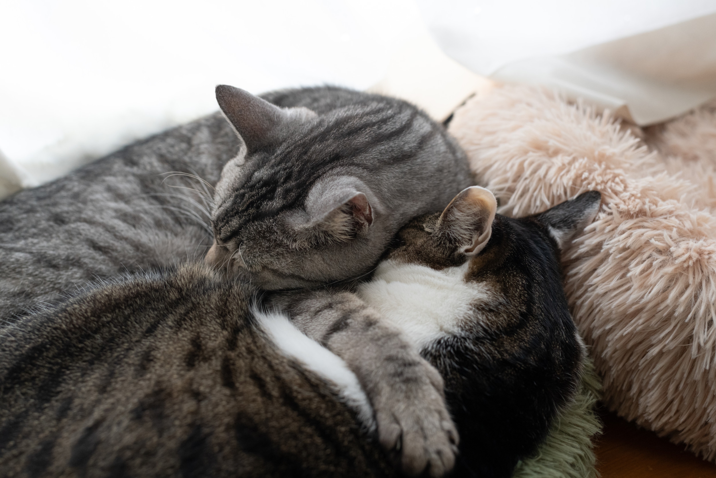 Woman Adopts Two Rescue Sister Cats, What Happens in First Week Goes Viral