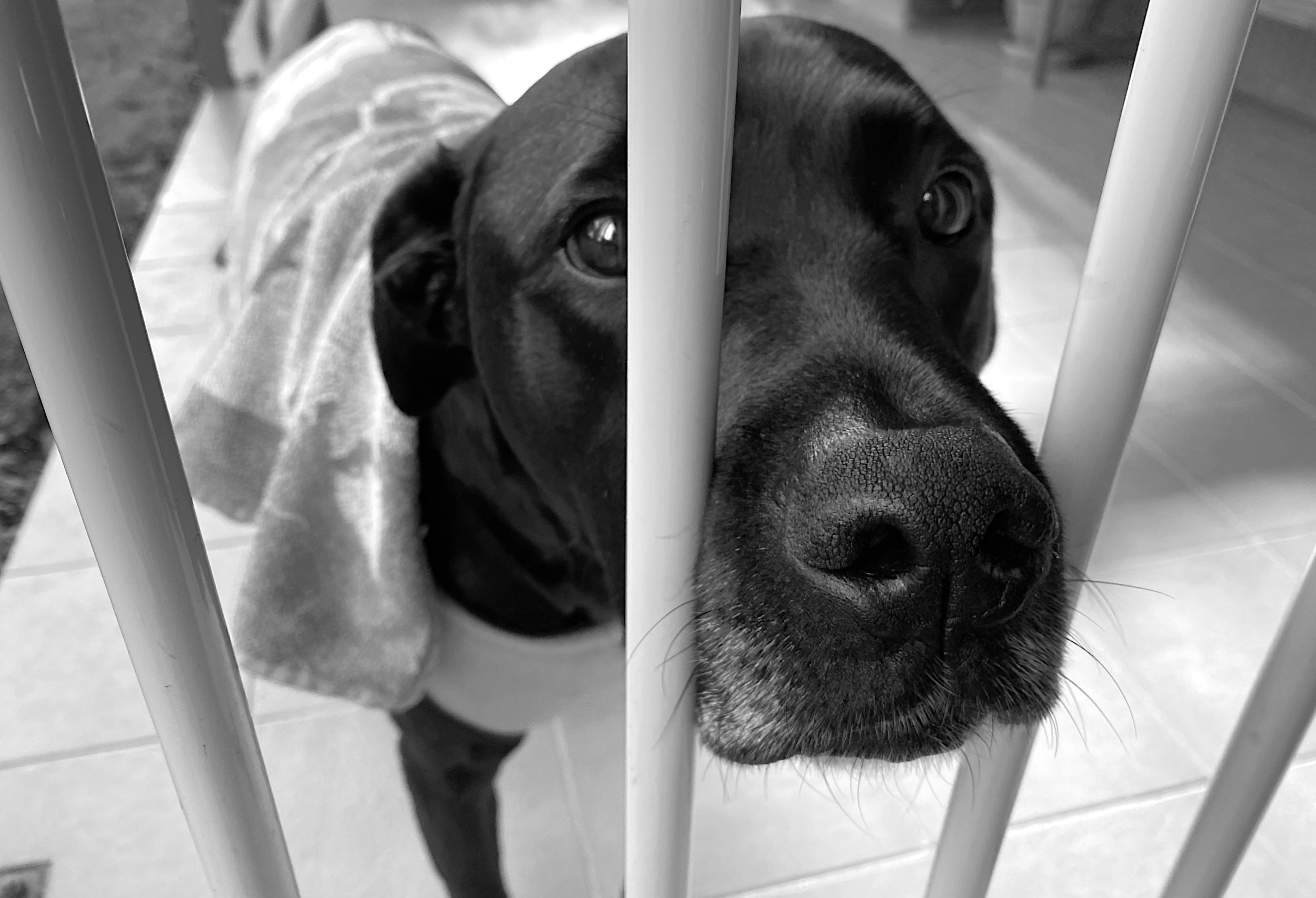 Shelter's 'Most Frightened' Dog Couldn't Cope—Then Someone Saw Her