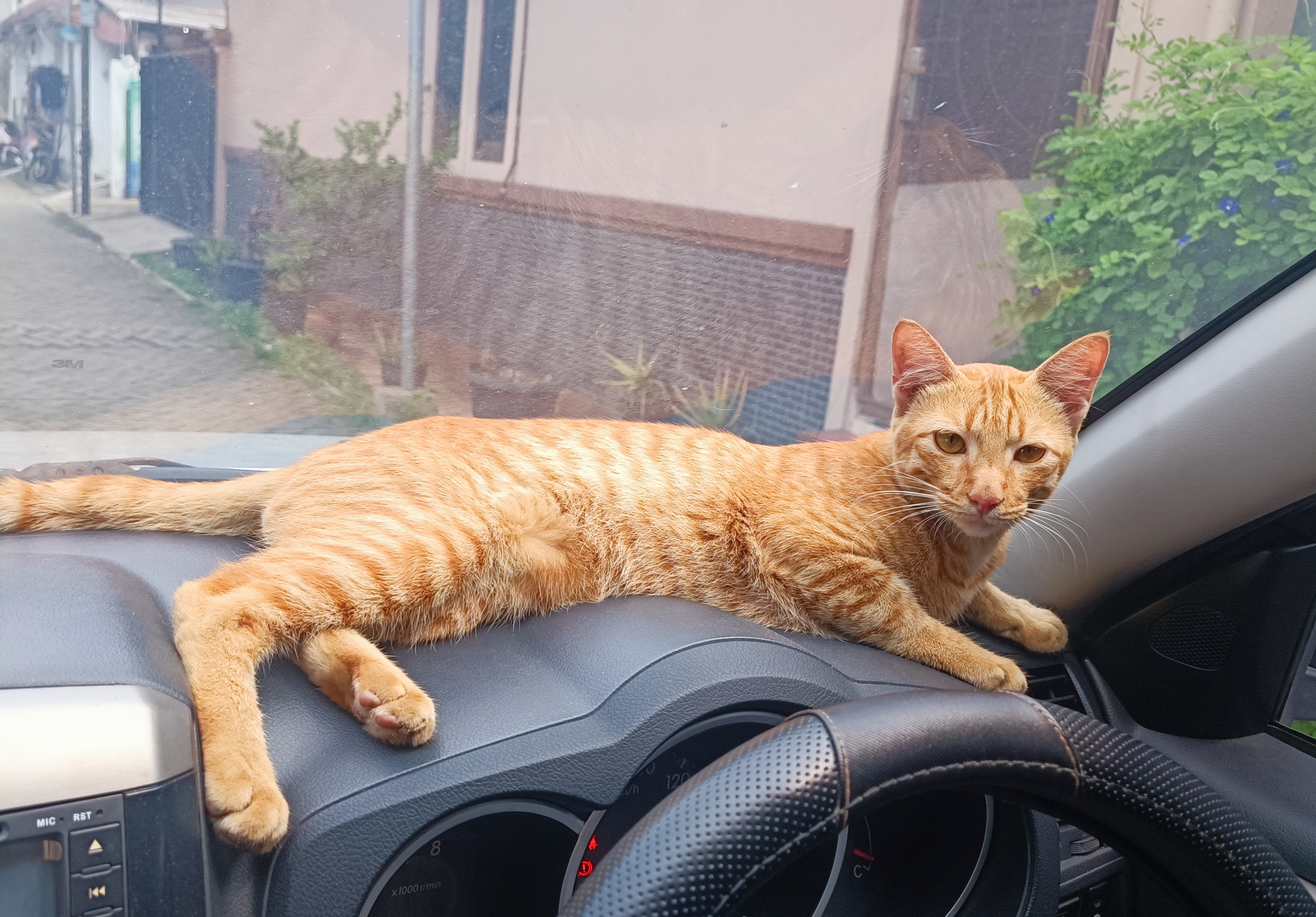 Woman Drives Through Park, Then She Gets 'Chosen' by Orange Cat