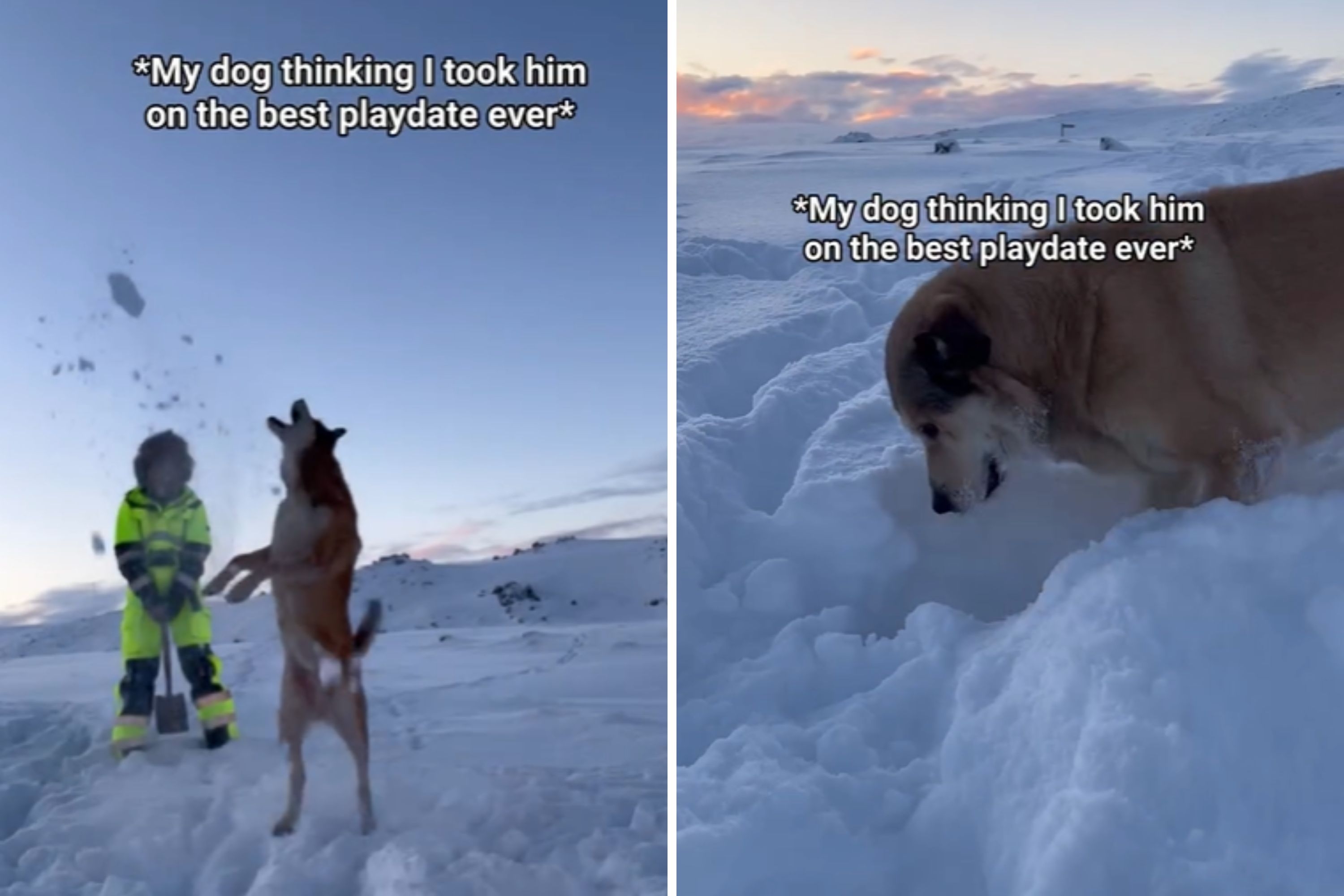 Dog Thinks He's Having Best Playdate, 'Little Does He Know' the Real Reason