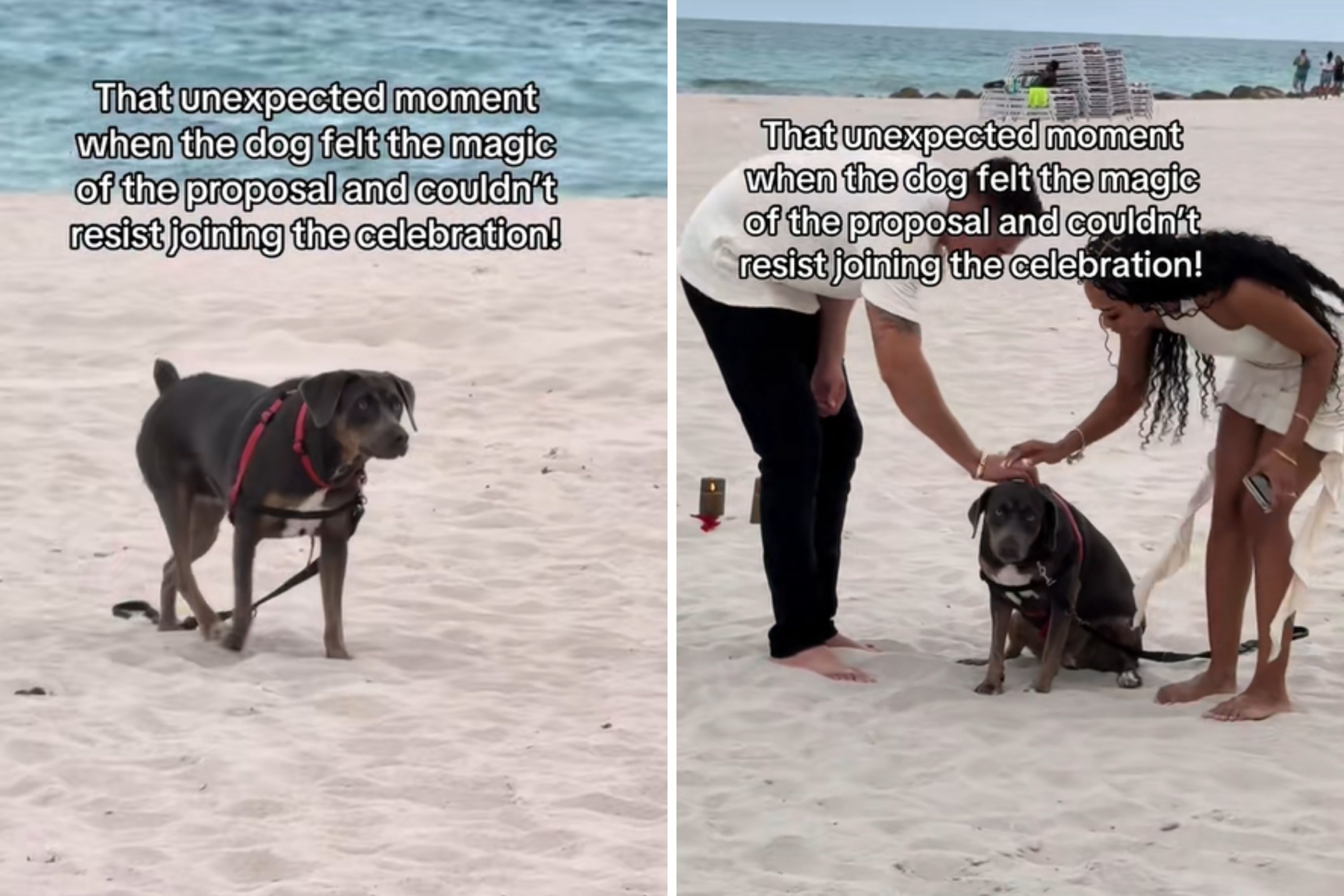Man Plans Lavish Beach Proposal, Then Random Dog Does the 'Unexpected'