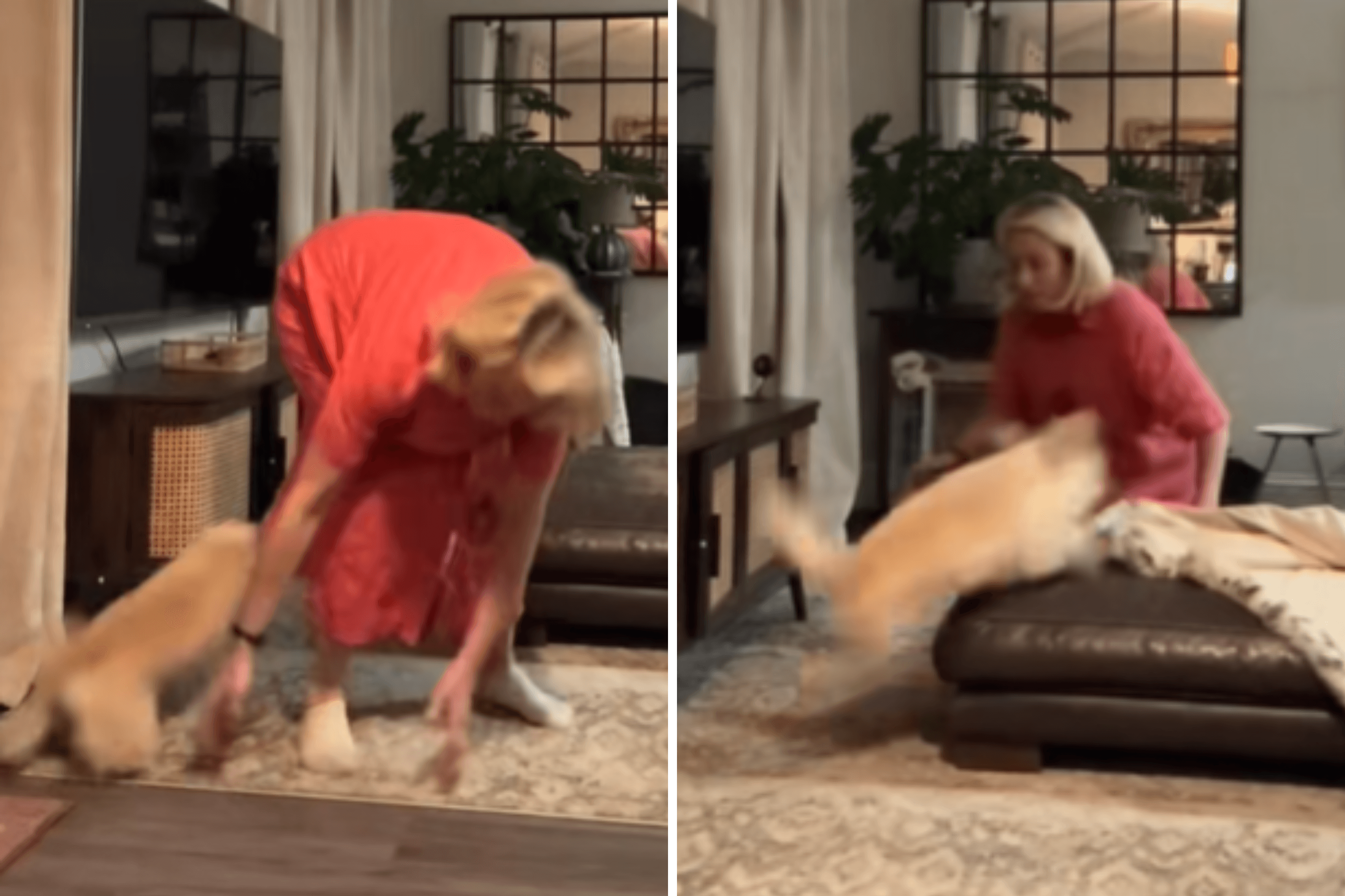 Nightmare Unfolds As Dogsitter Tries To Put Puppy to Bed: 'Help Me'
