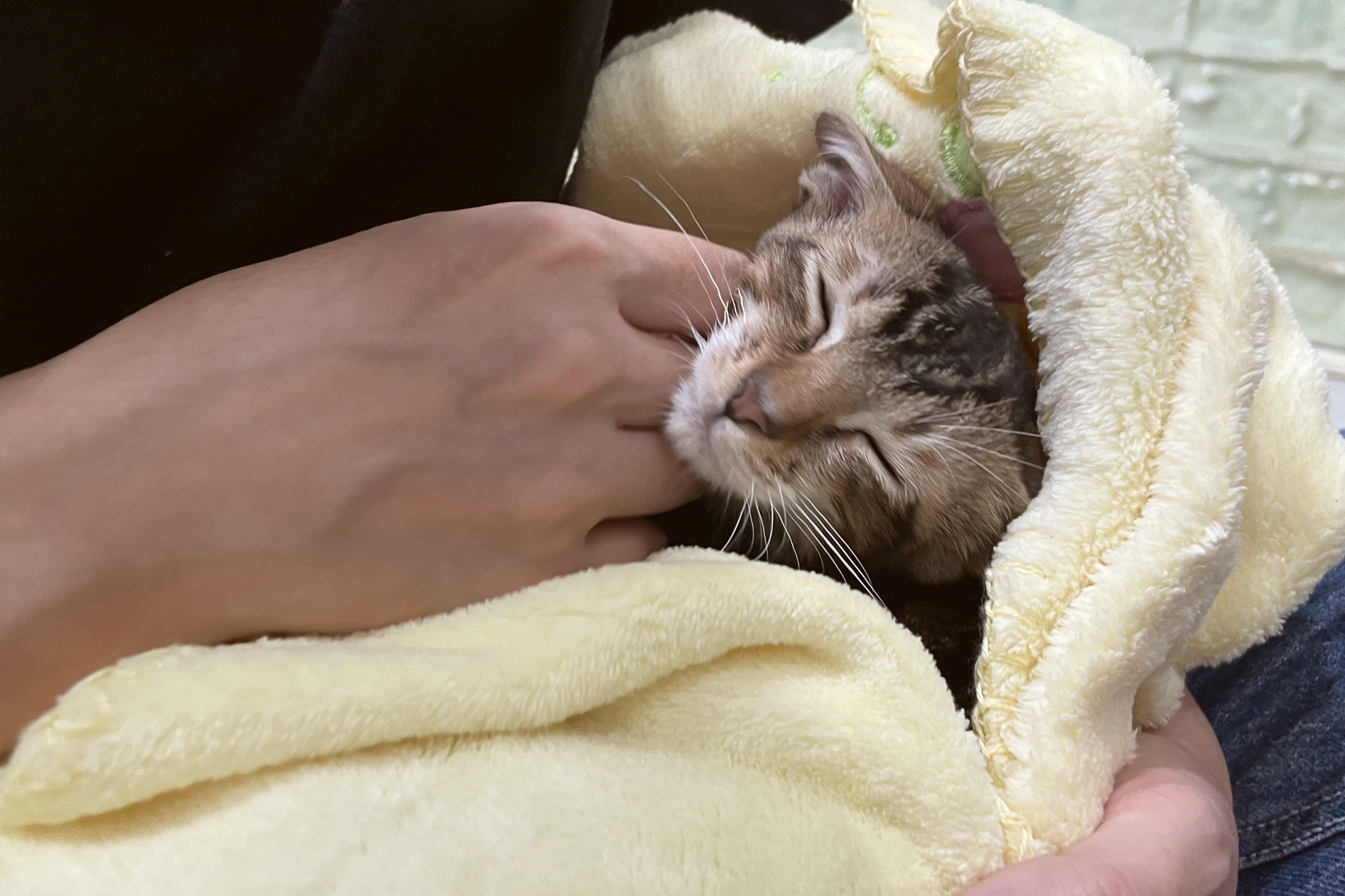 Rescue Cat Takes Being Clingy to the Next Level in Viral Clip